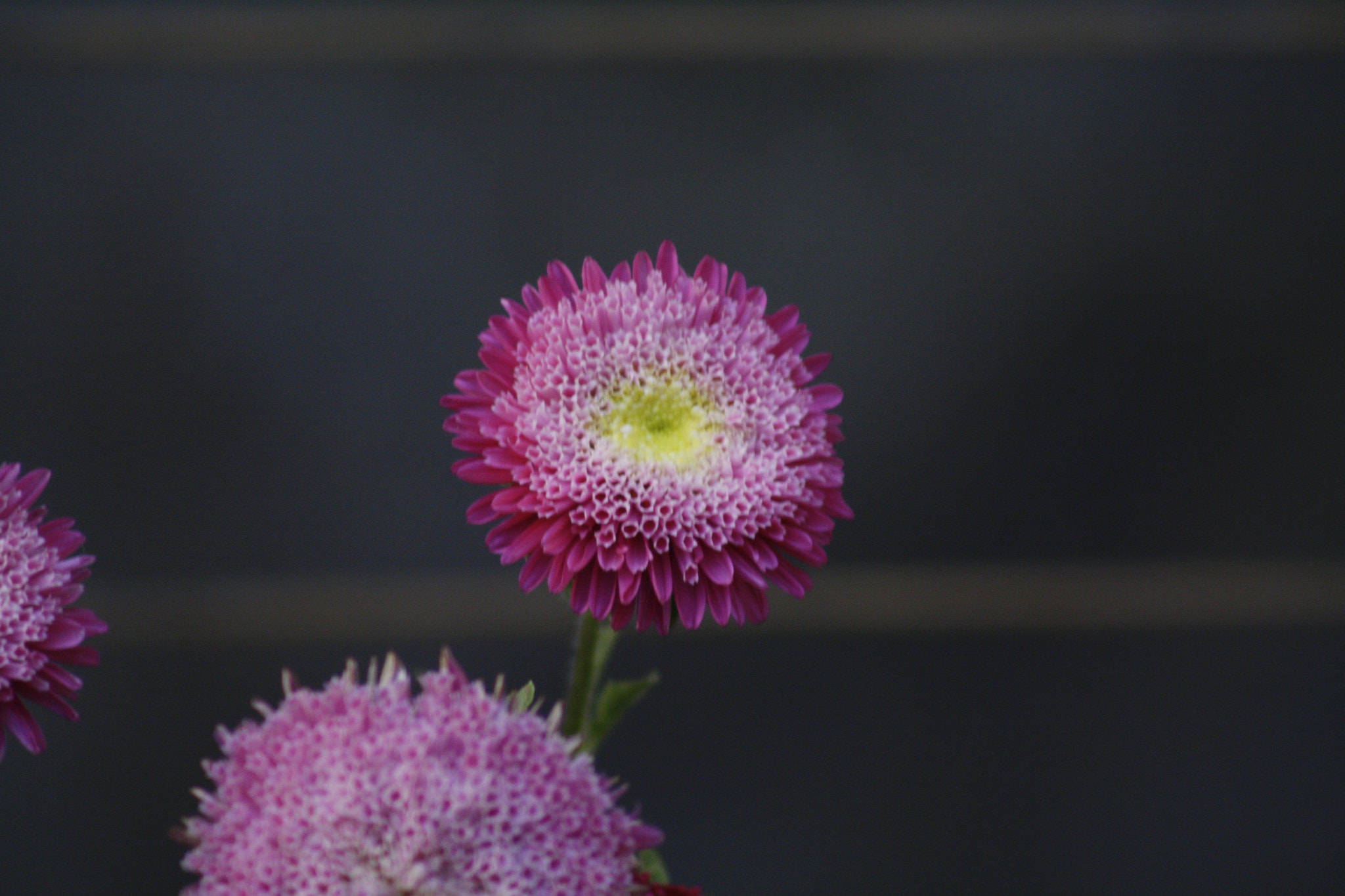 Canon EF 75-300mm f/4-5.6 USM sample photo. Img photography