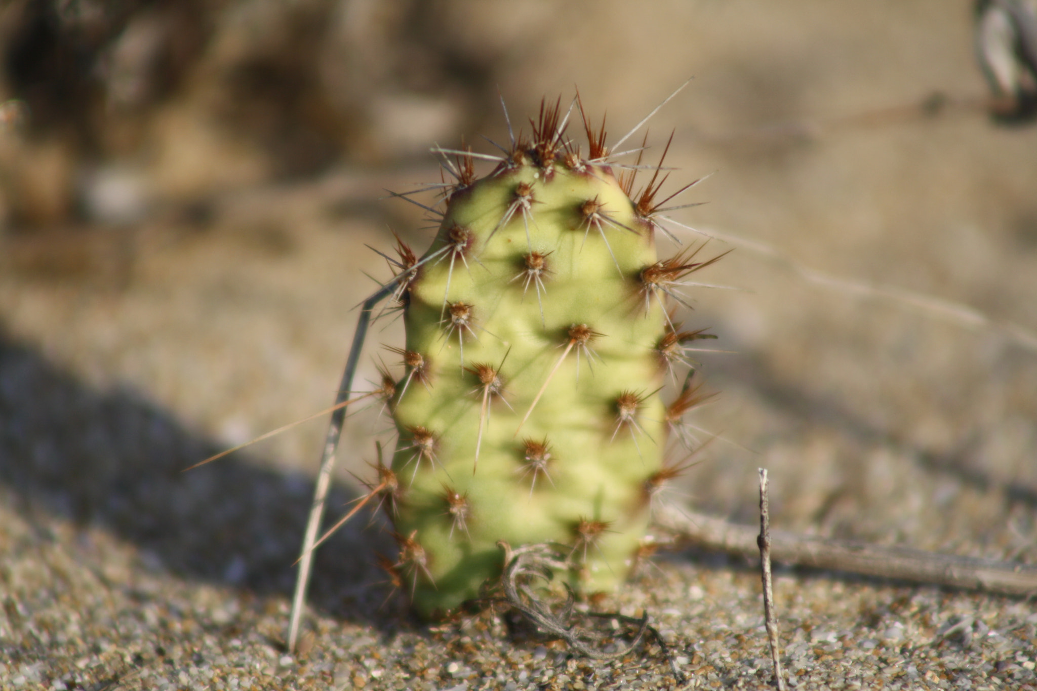 Canon EF 75-300mm f/4-5.6 USM sample photo. Img photography