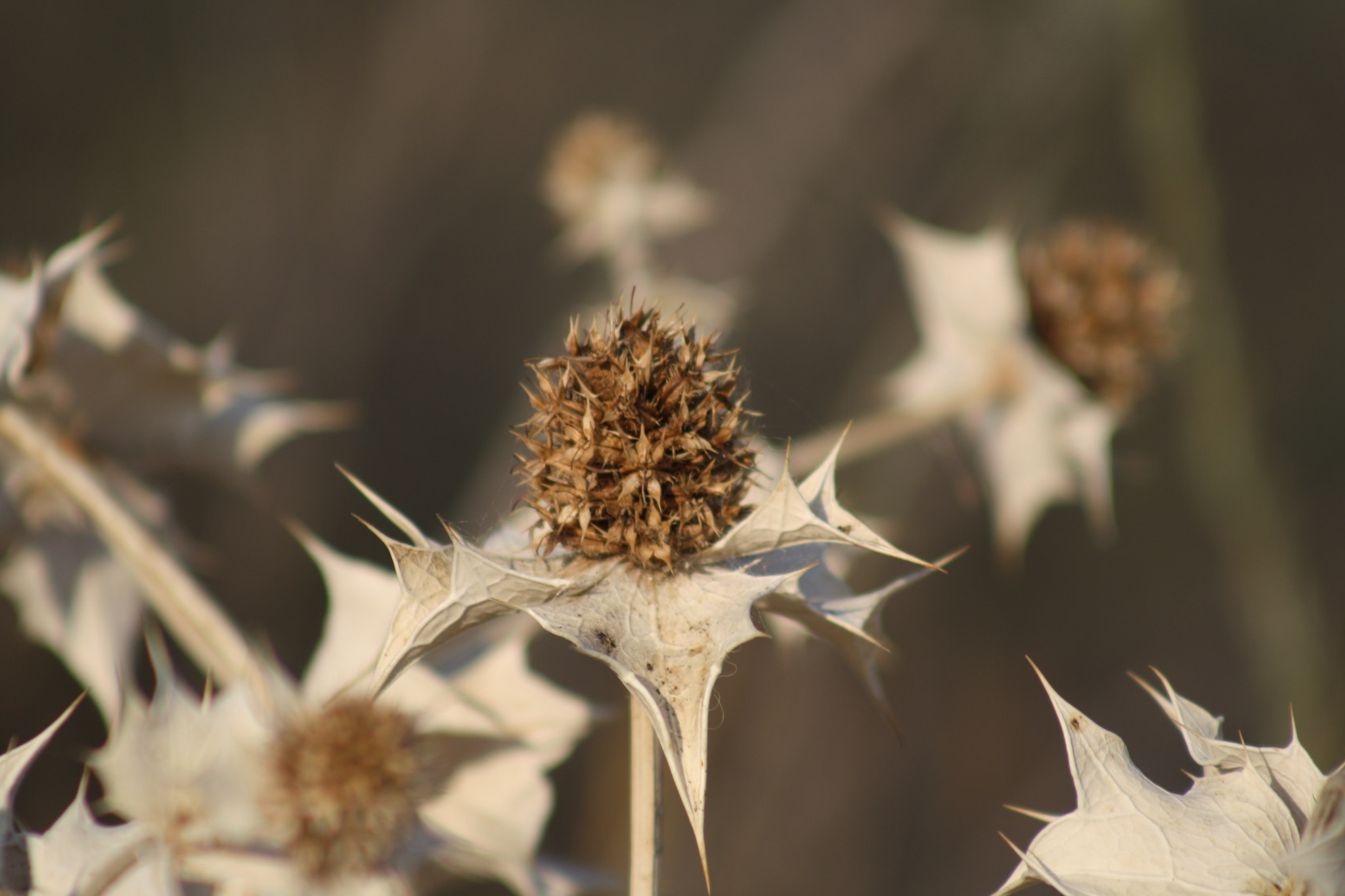 Canon EF 75-300mm f/4-5.6 USM sample photo. Img photography