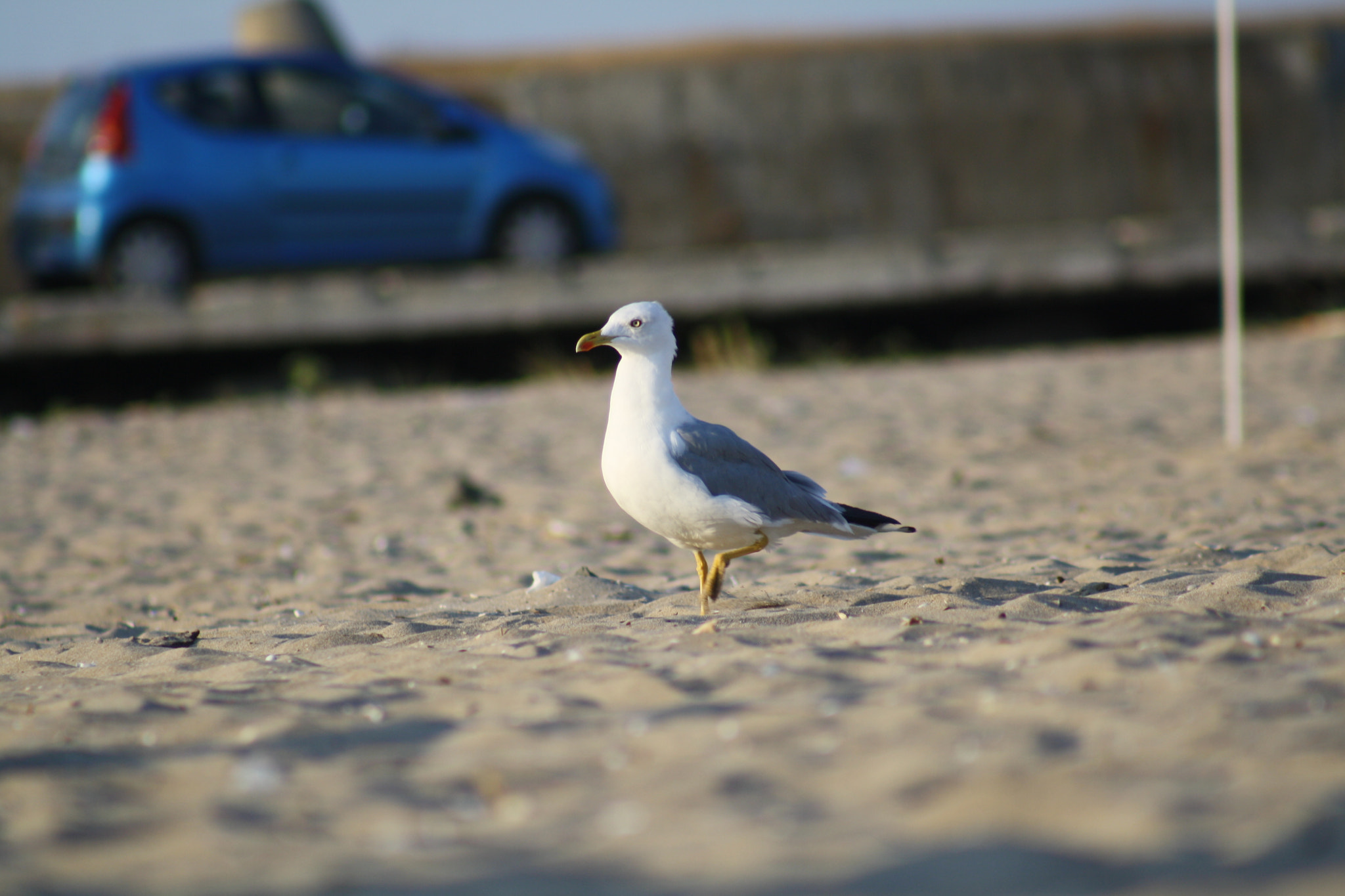 Canon EF 75-300mm f/4-5.6 USM sample photo. Img photography