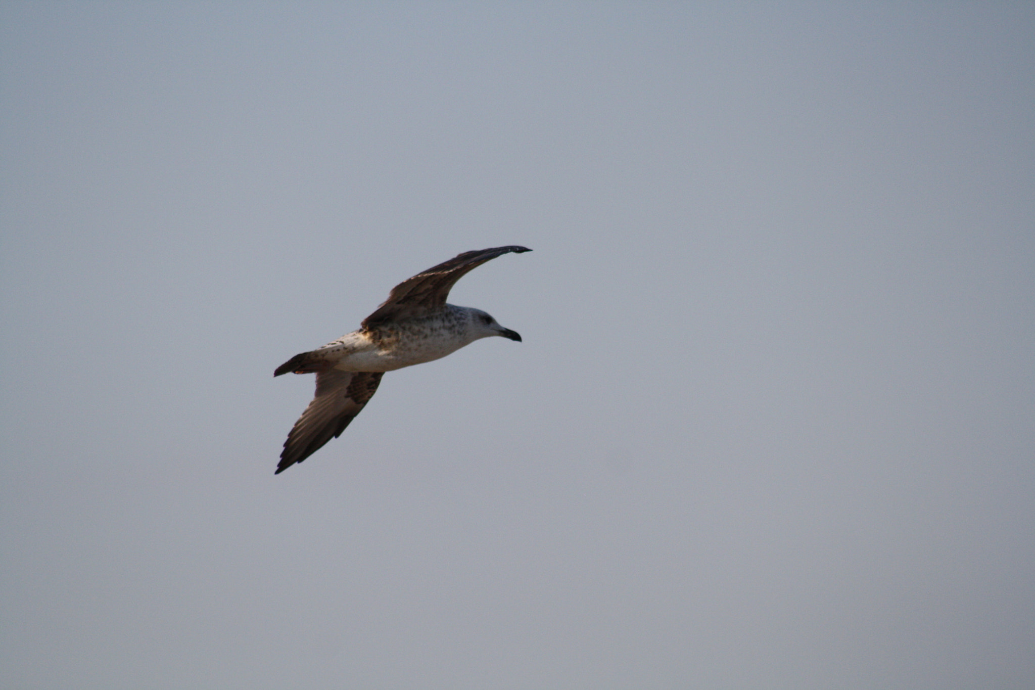 Canon EF 75-300mm f/4-5.6 USM sample photo. Img photography