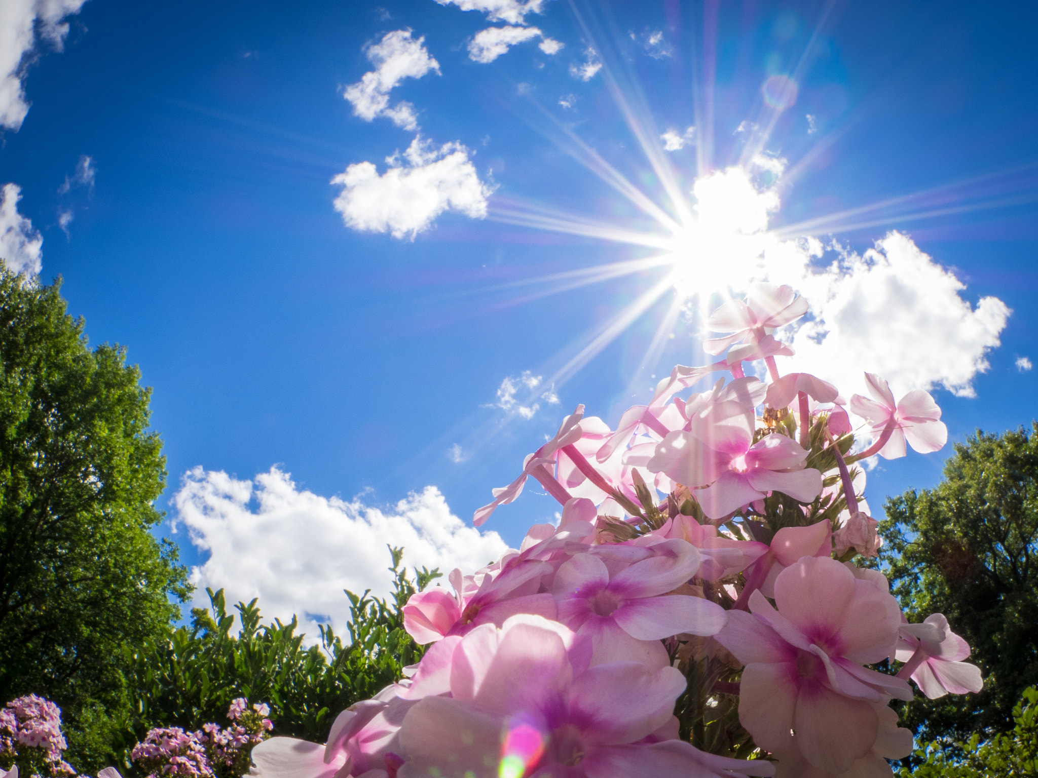 Olympus OM-D E-M1 + OLYMPUS M.8mm F1.8 sample photo. Sunshine and flowers photography