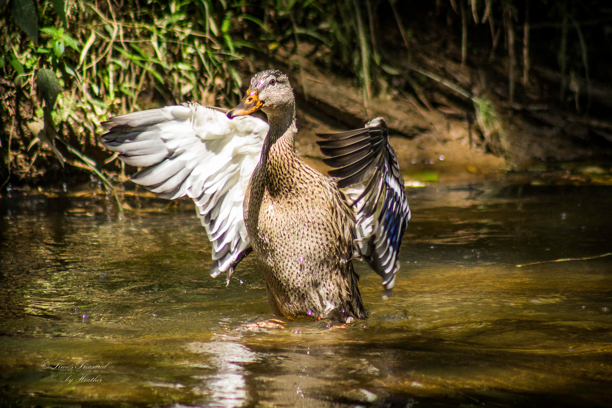 Canon EF 75-300mm f/4-5.6 USM sample photo. A juvenile female northern mallard duck displaying ... photography