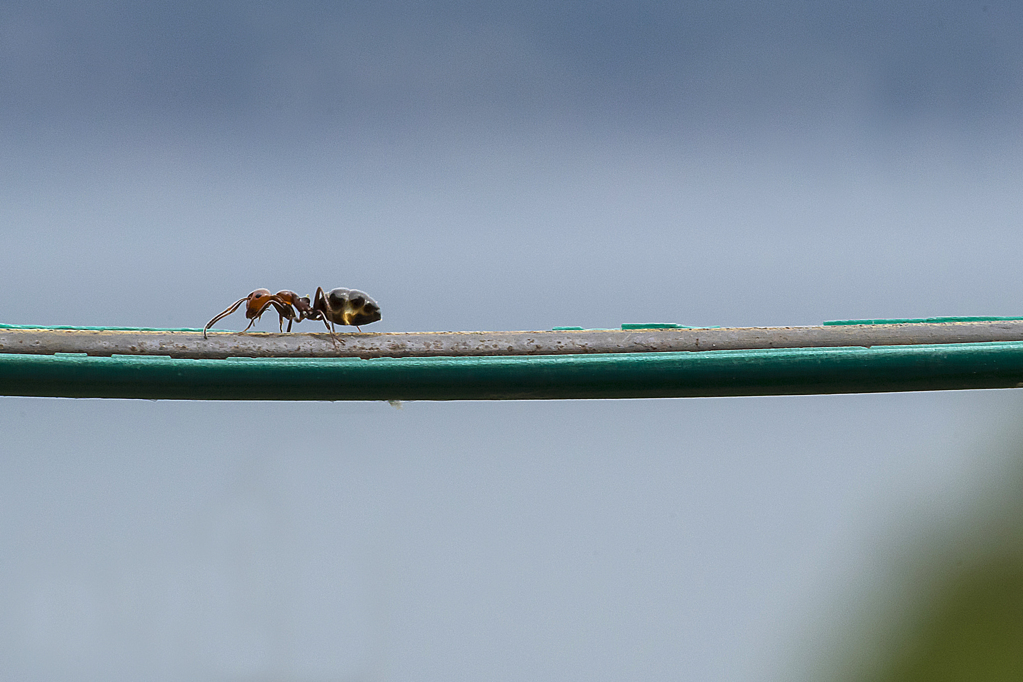 Sony a7 II sample photo. Walking on wire photography