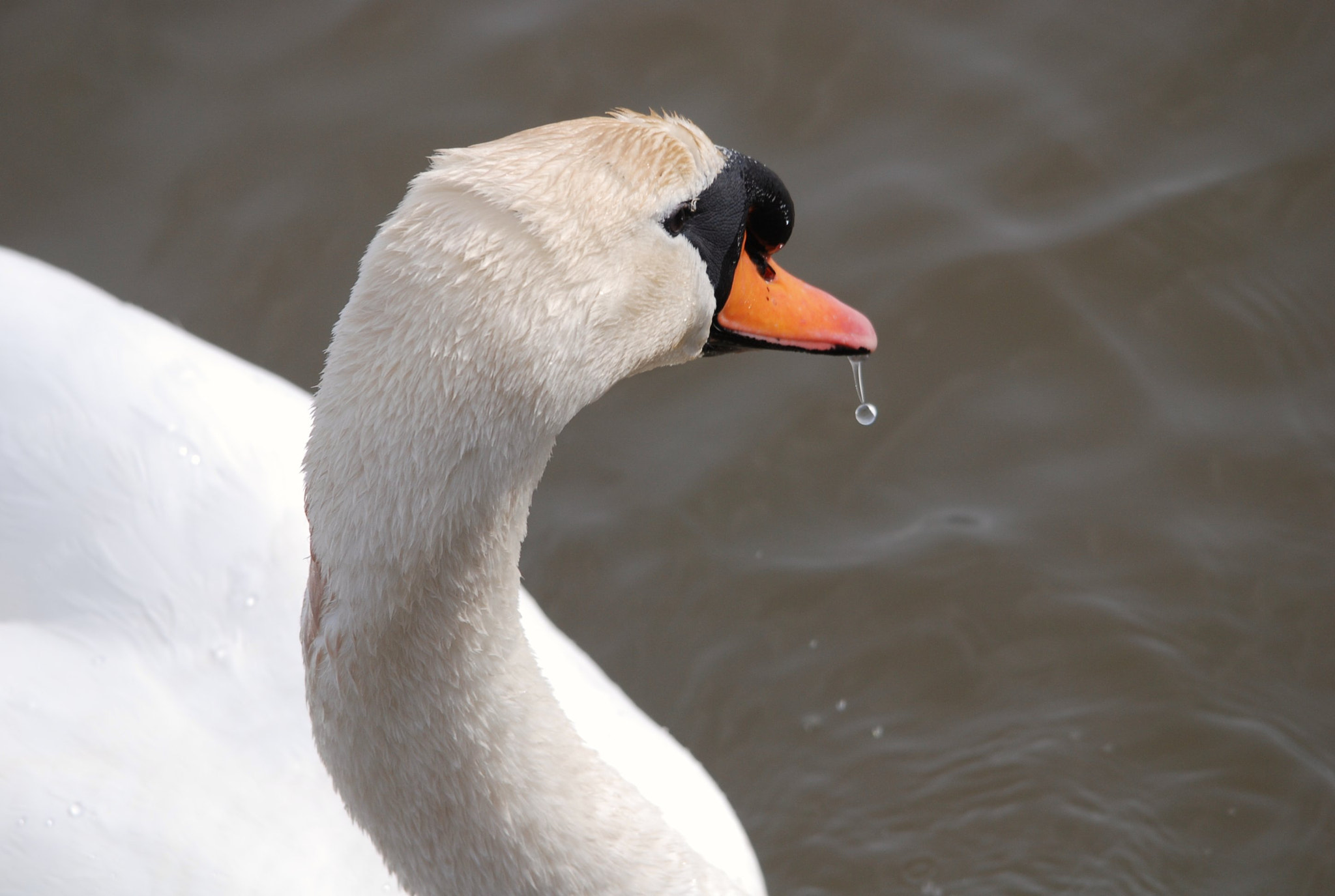 Sigma 150-500mm F5-6.3 DG OS HSM sample photo. Droplet photography