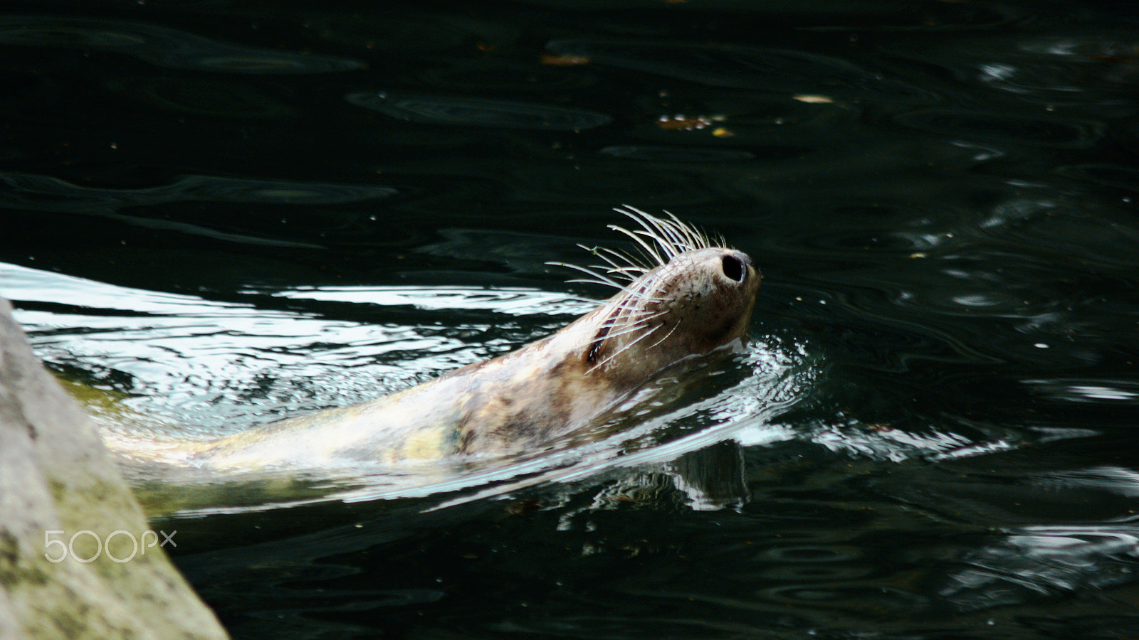 Canon EOS 450D (EOS Rebel XSi / EOS Kiss X2) sample photo. Going with the flow ♒ photography