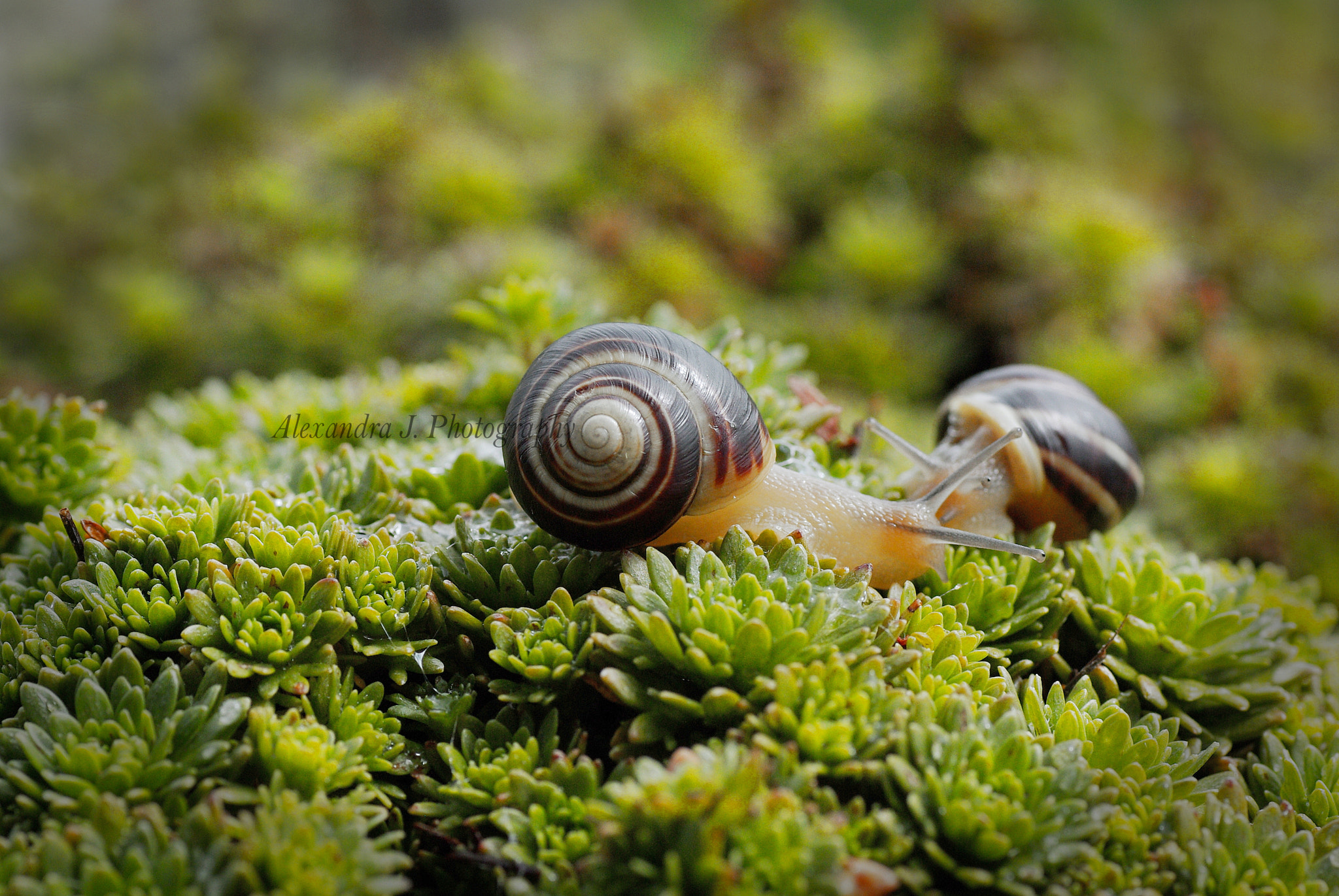 Tamron SP AF 90mm F2.8 Di Macro sample photo. Two friends photography