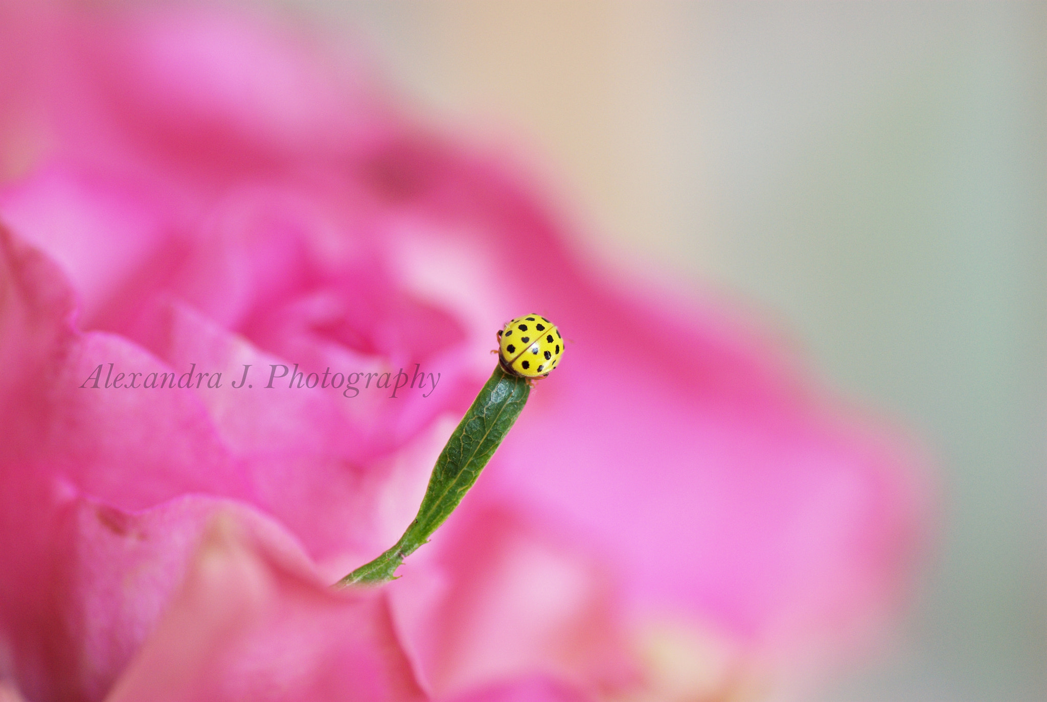 Pentax K10D + Tamron SP AF 90mm F2.8 Di Macro sample photo. Yellow lady photography