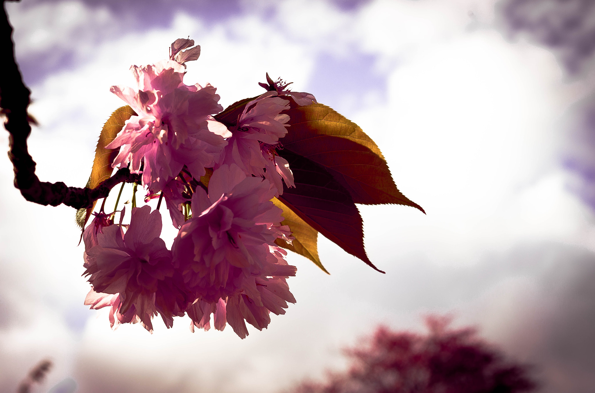 Pentax K-30 sample photo. Blossoms summer spring photography