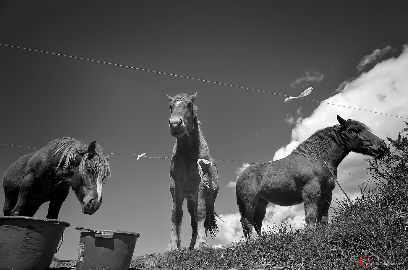 Pentax K-5 sample photo. Les chevaux de la pointe saint mathieu photography