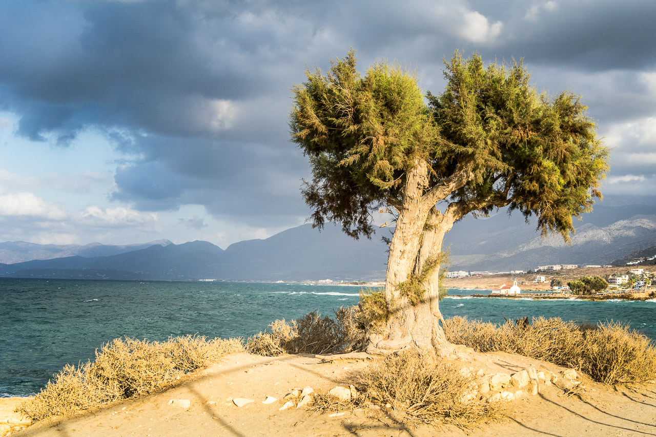 Sony a7 + E 50mm F1.4 sample photo. Tree on the beach photography