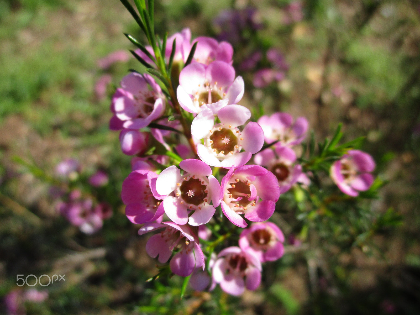 Canon PowerShot ELPH 190 IS (IXUS 180 / IXY 190) sample photo. Img photography