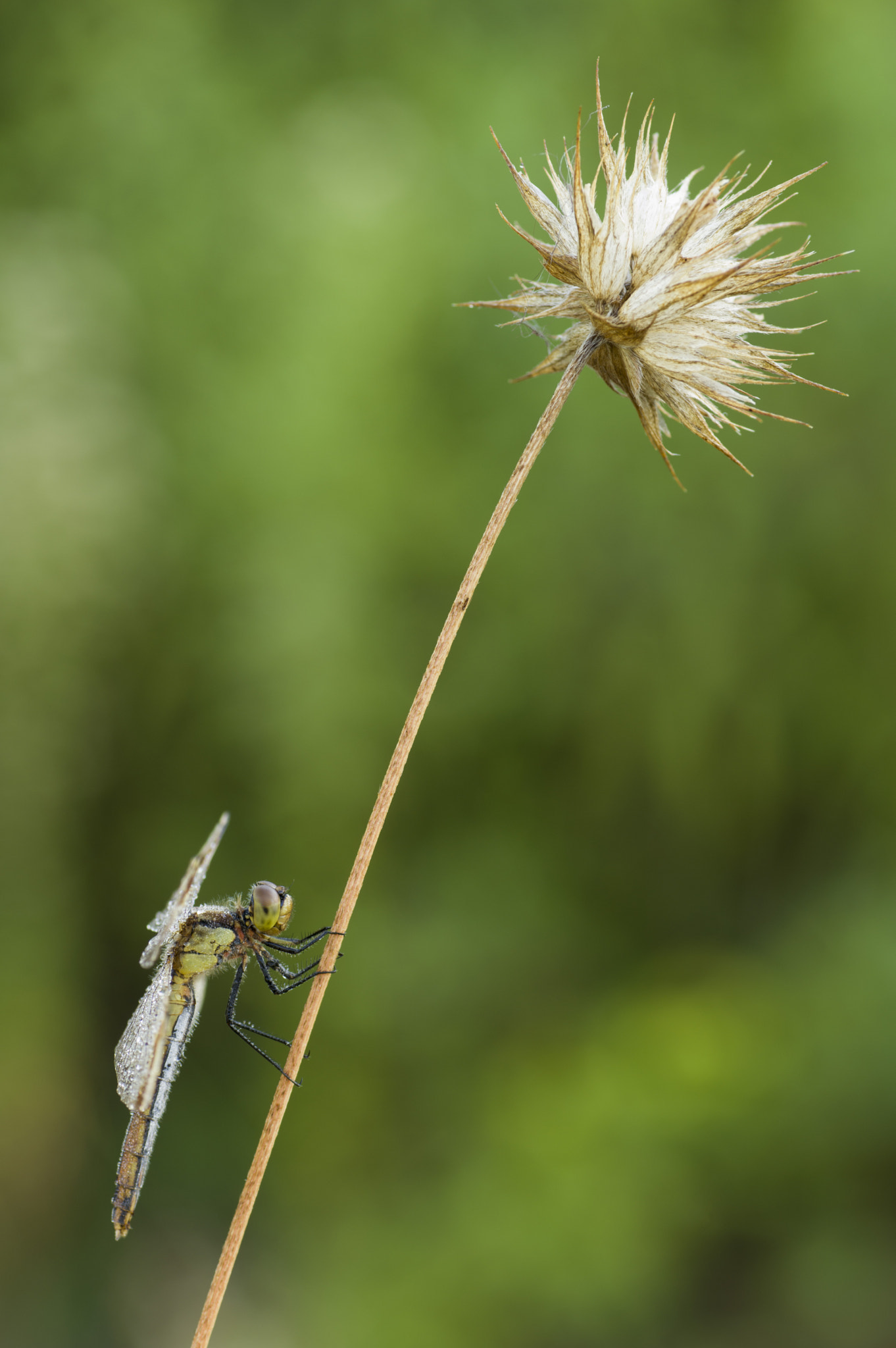 Pentax K-3 sample photo. Dragonfly photography