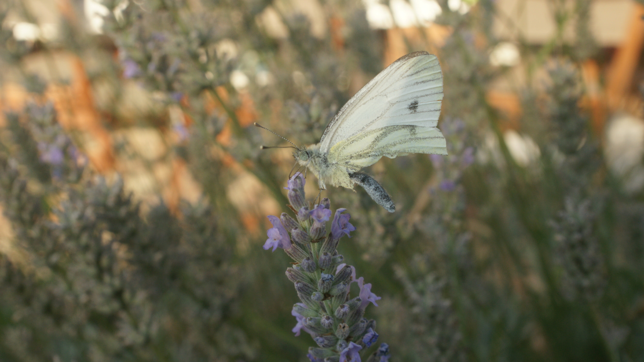 Sony Alpha DSLR-A700 sample photo. The white butterfly photography