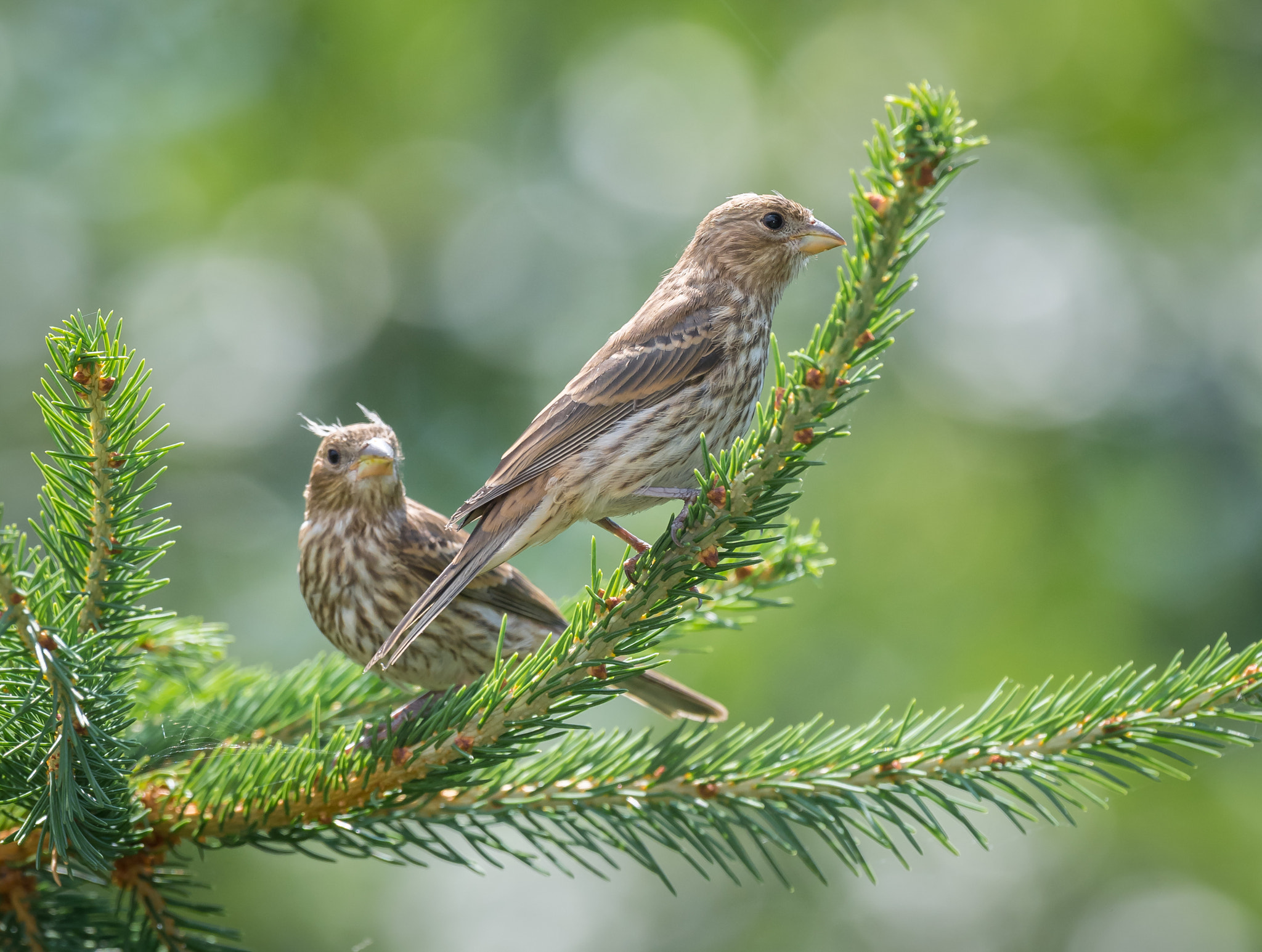 Nikon D5 + Nikon AF-S Nikkor 600mm F4G ED VR sample photo. Regal pair of sparrows photography