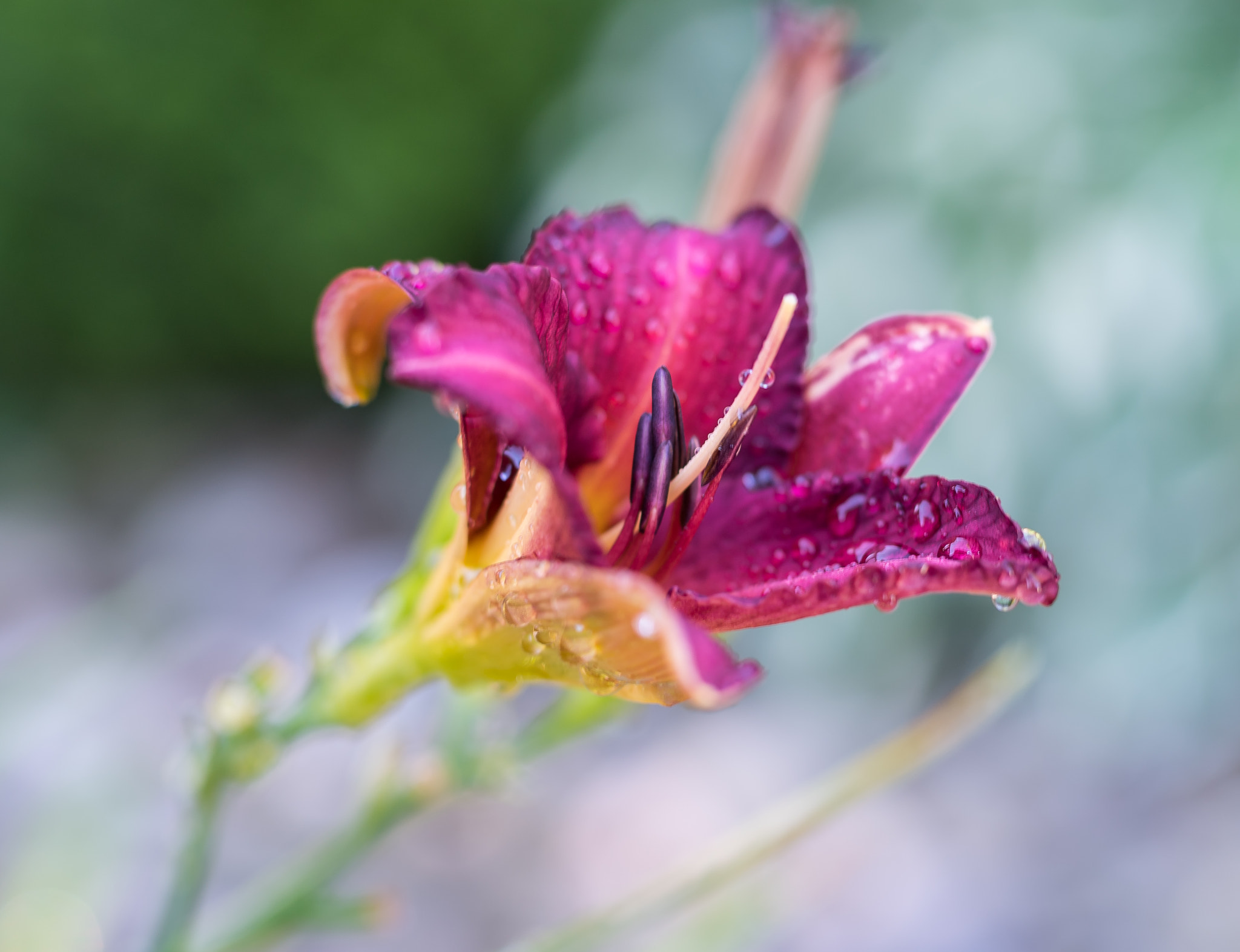 Nikon D5 + Sigma 50mm F1.4 DG HSM Art sample photo. Backyard beauty photography