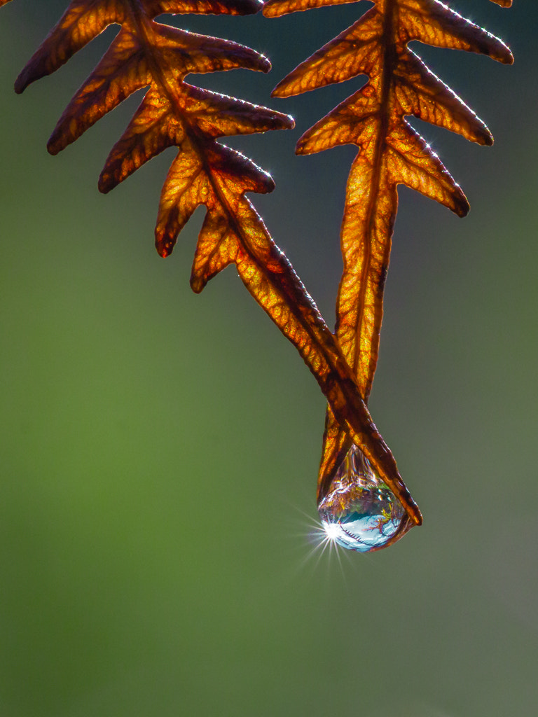 Sigma APO Macro 150mm f/2.8 EX DG HSM sample photo. Helecho y gota - fern and raindrop photography