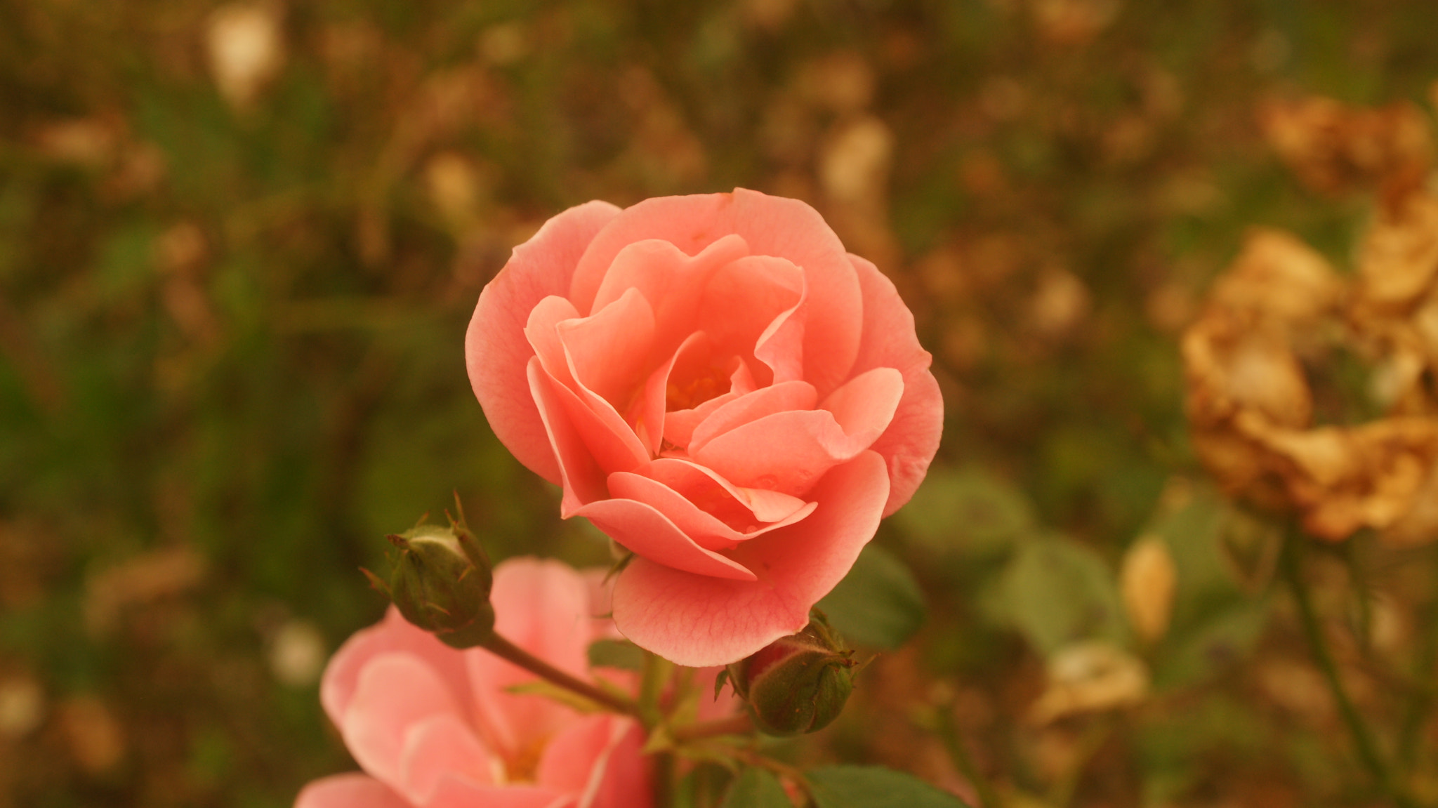 Sony Alpha DSLR-A700 sample photo. All roses aren't red photography