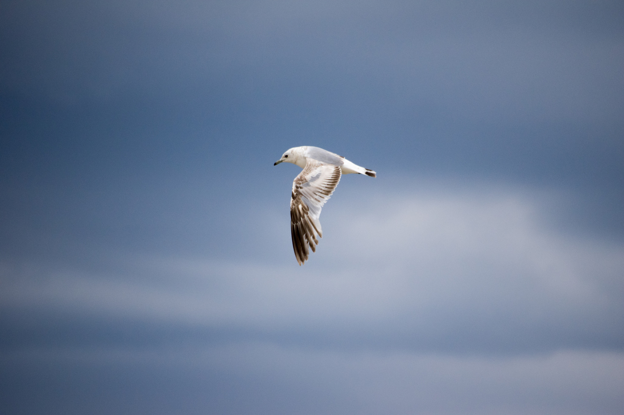 Pentax smc DA 50-200mm F4-5.6 ED WR sample photo. Up, up and away... photography