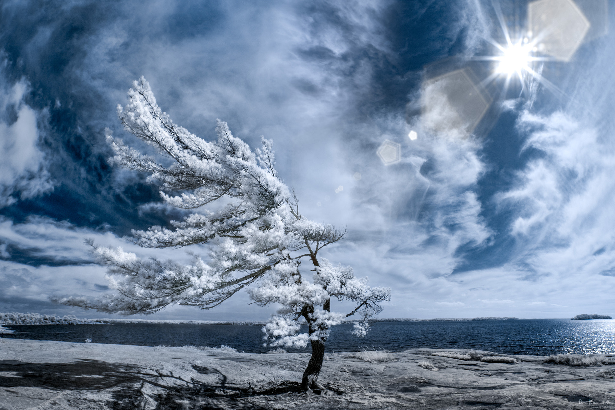 Canon EF 15mm F2.8 Fisheye sample photo. Windswept pine photography
