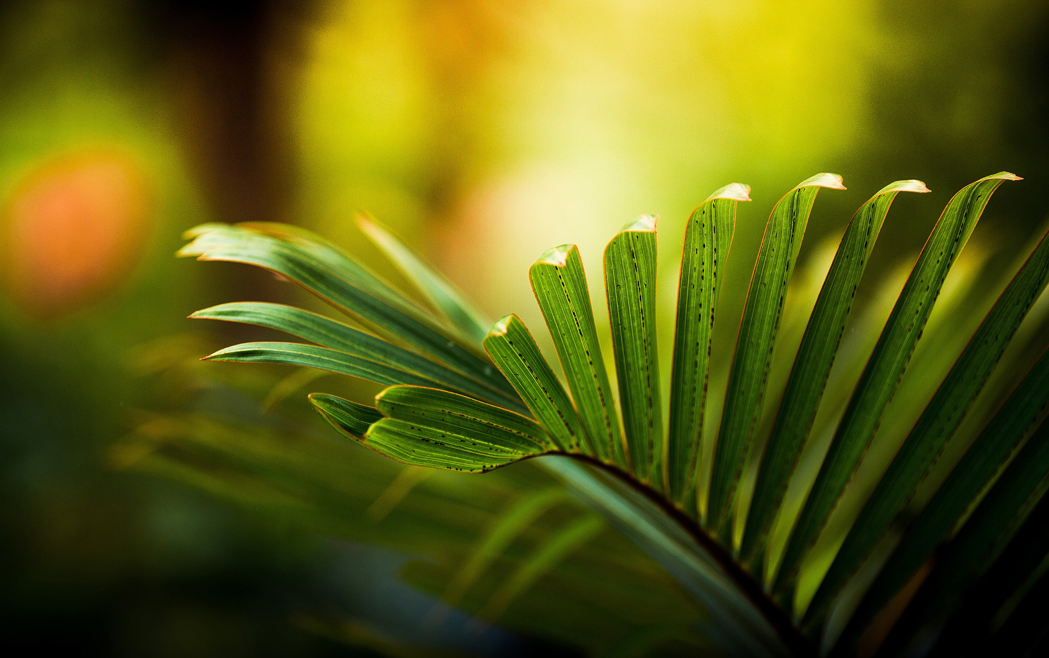 Canon EF 70-200mm F2.8L IS II USM sample photo. . photography