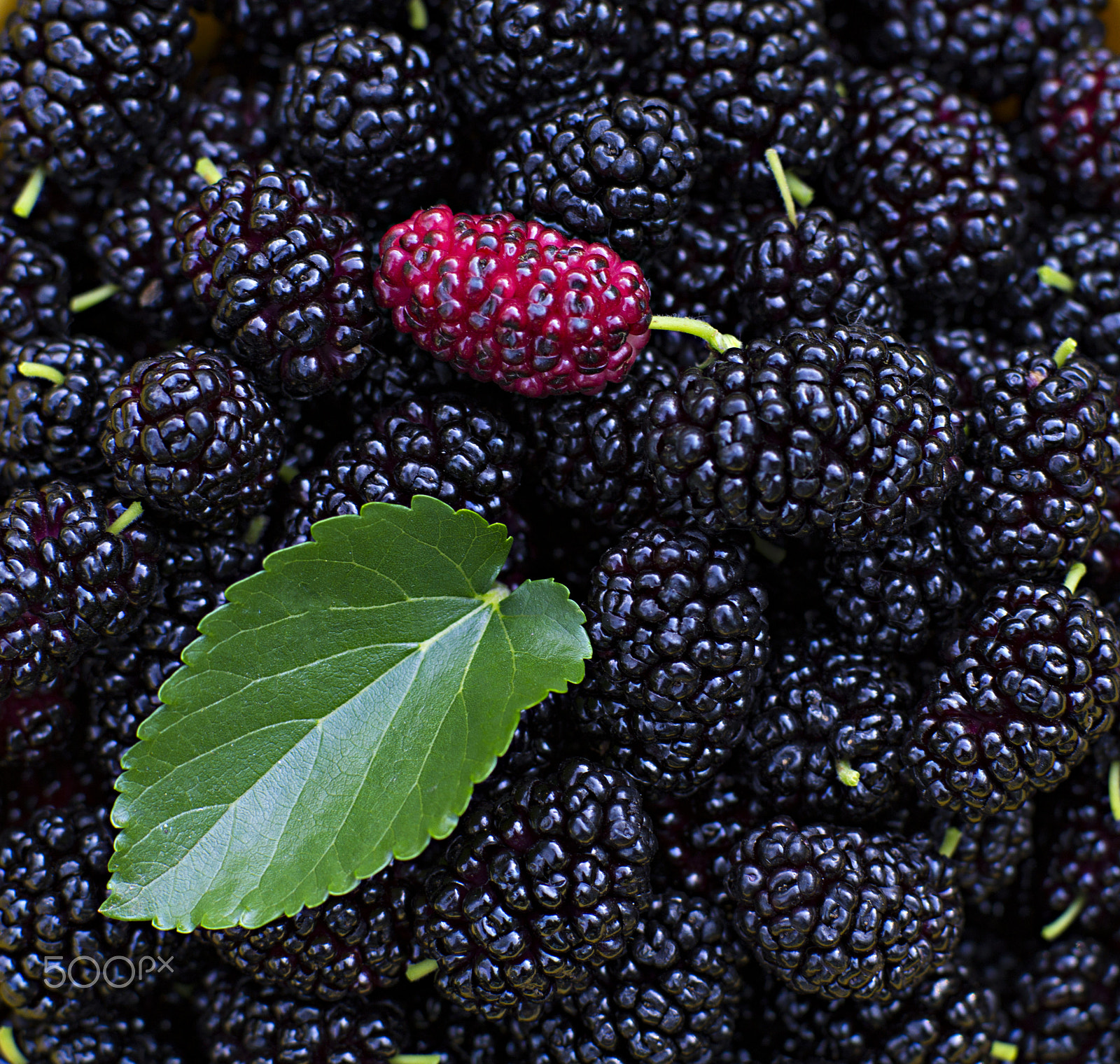 Sony SLT-A37 + Sony 50mm F1.4 sample photo. Black mulberries photography