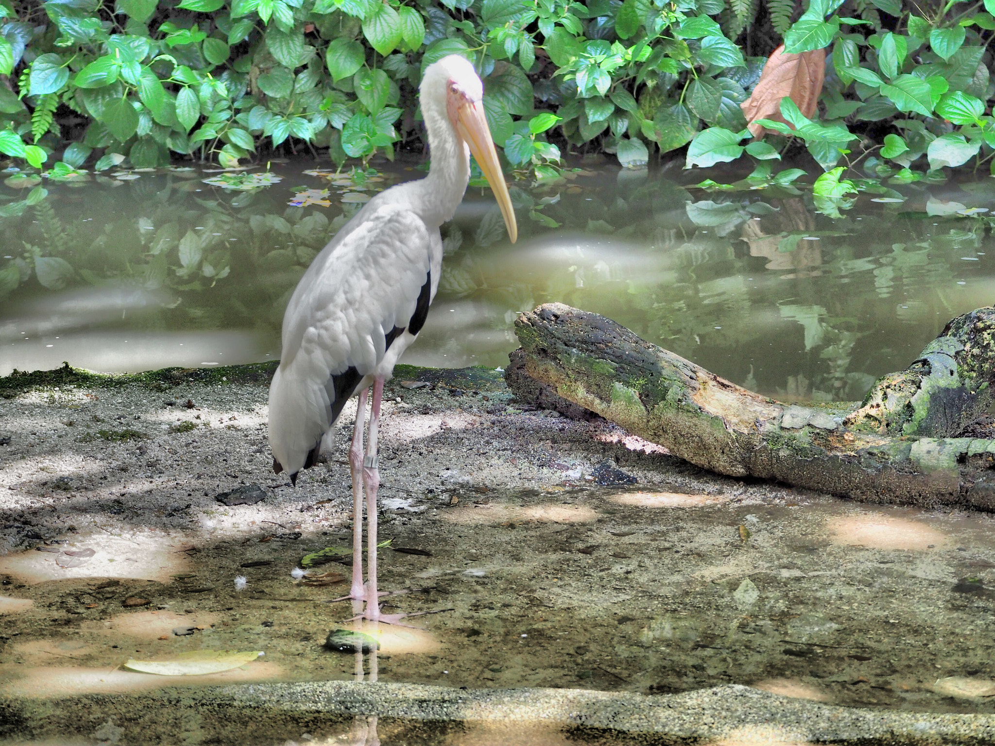 Olympus PEN-F sample photo. Jurong birds park,singapore photography