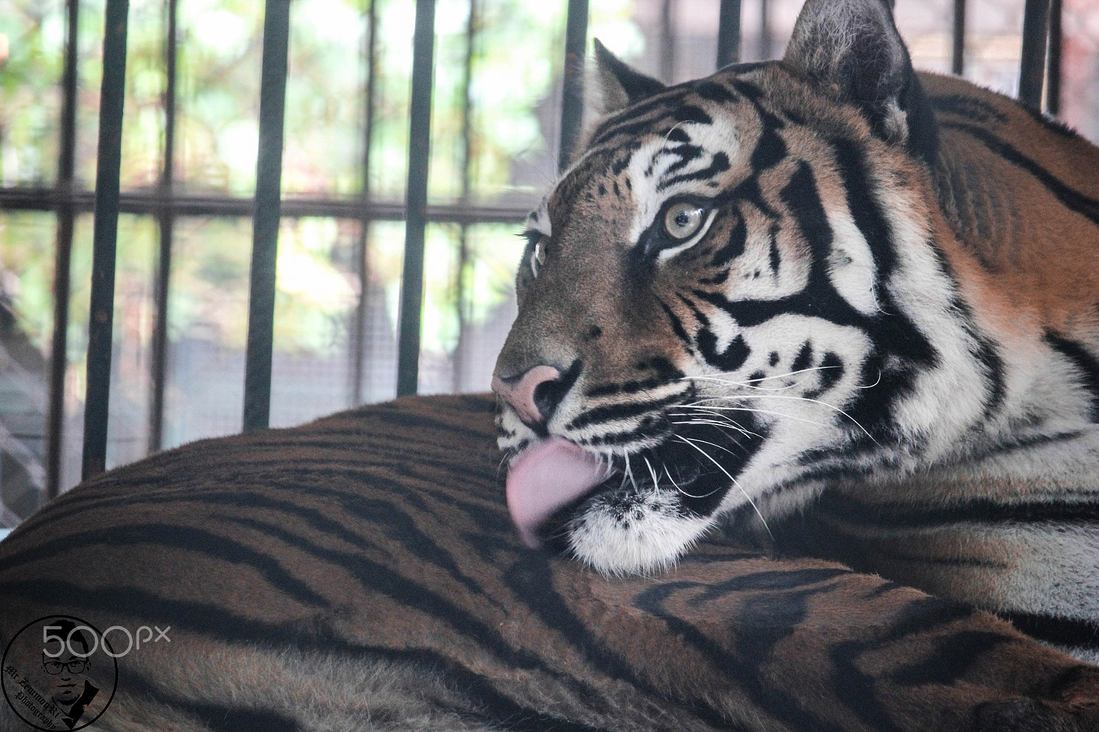 Canon EF-S 55-250mm F4-5.6 IS STM sample photo. Tiger photography