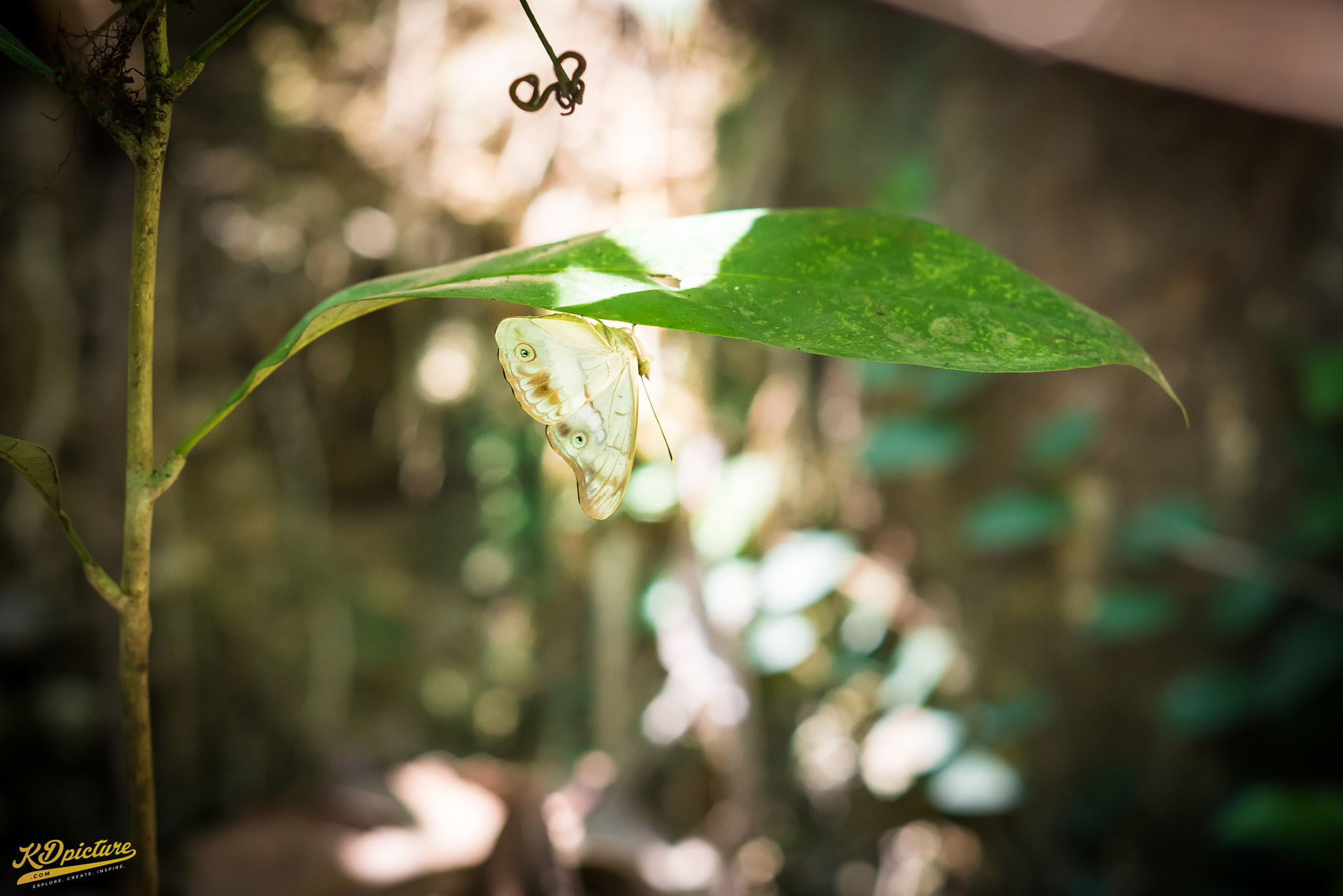 Nikon D750 + AF Nikkor 85mm f/1.8 sample photo. K macro photography