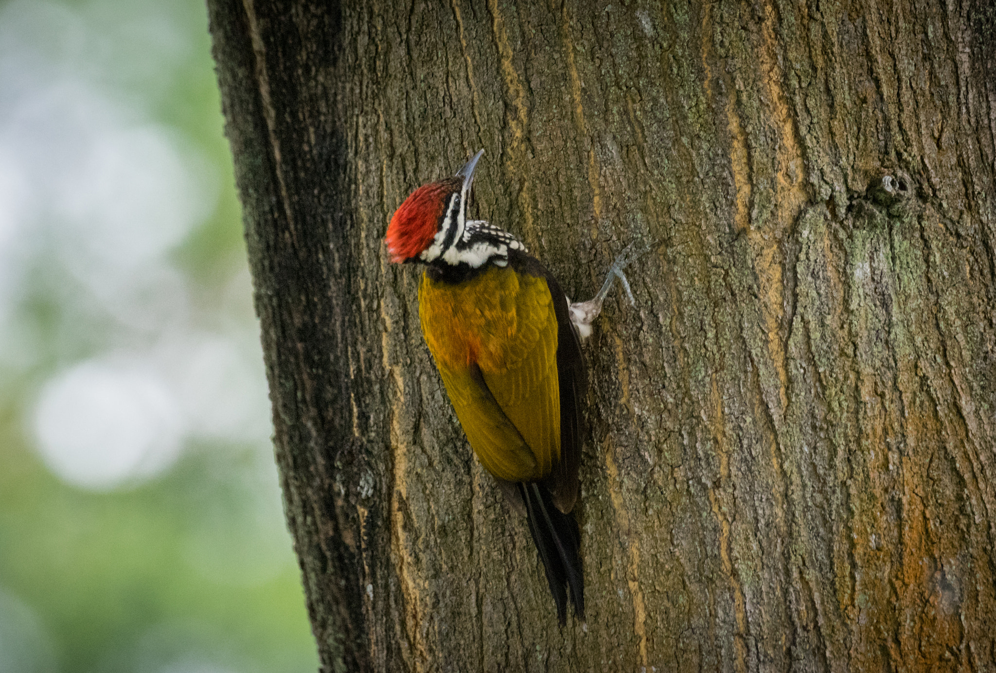 Sony 70-400mm F4-5.6 G SSM II sample photo