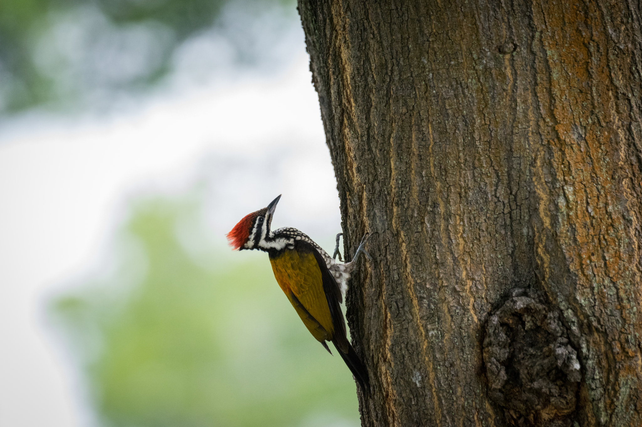 Sony 70-400mm F4-5.6 G SSM II sample photo