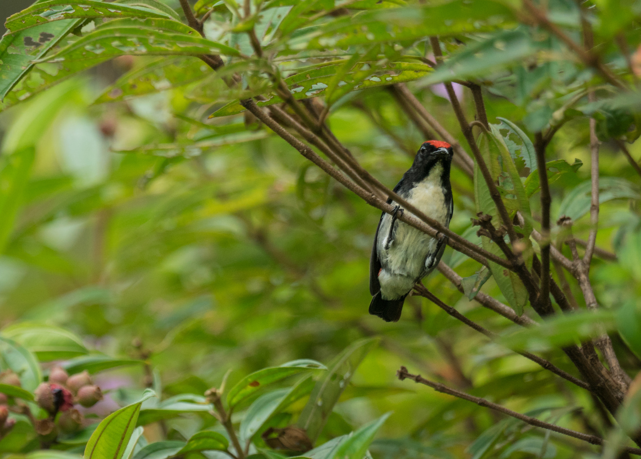 Sony 70-400mm F4-5.6 G SSM II sample photo