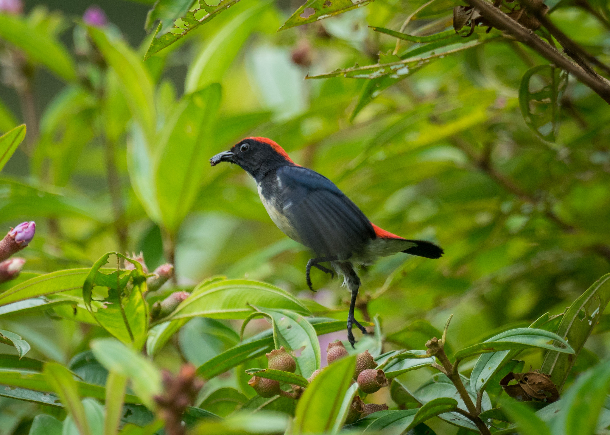 Sony 70-400mm F4-5.6 G SSM II sample photo