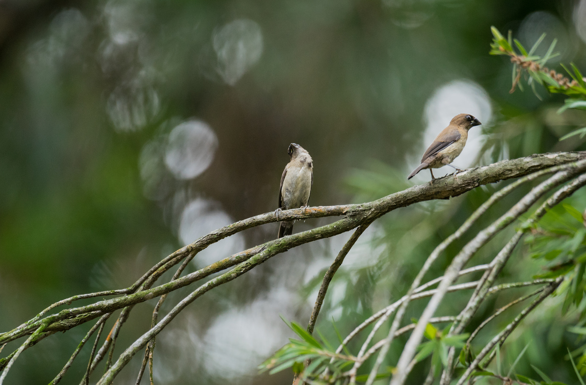 Sony 70-400mm F4-5.6 G SSM II sample photo