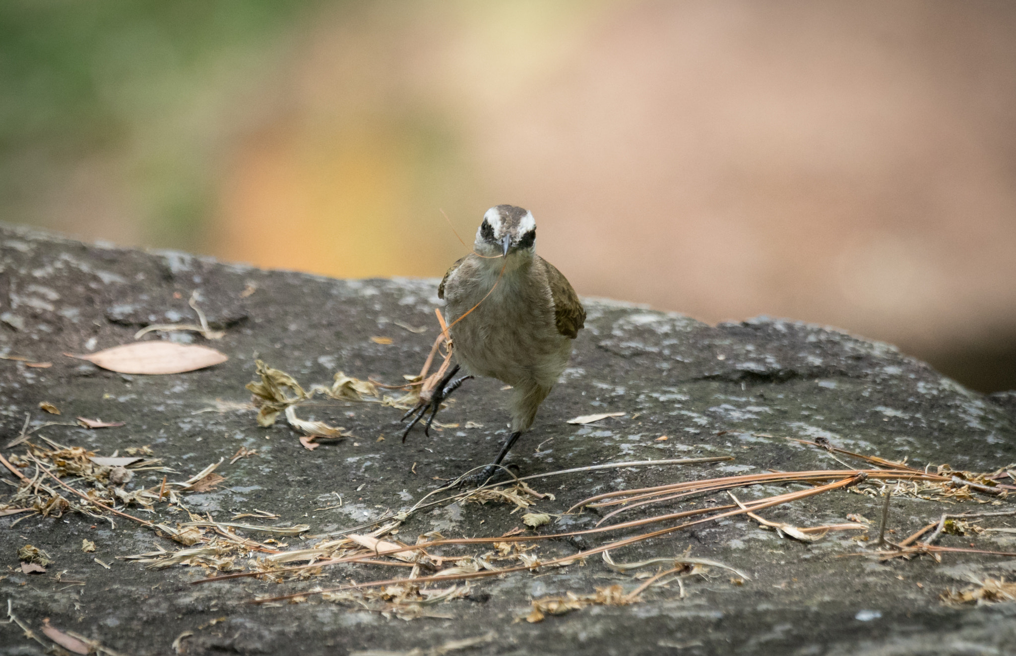 Sony 70-400mm F4-5.6 G SSM II sample photo