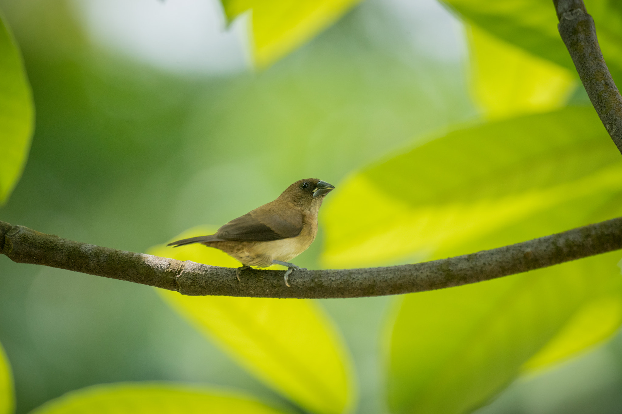 Sony 70-400mm F4-5.6 G SSM II sample photo