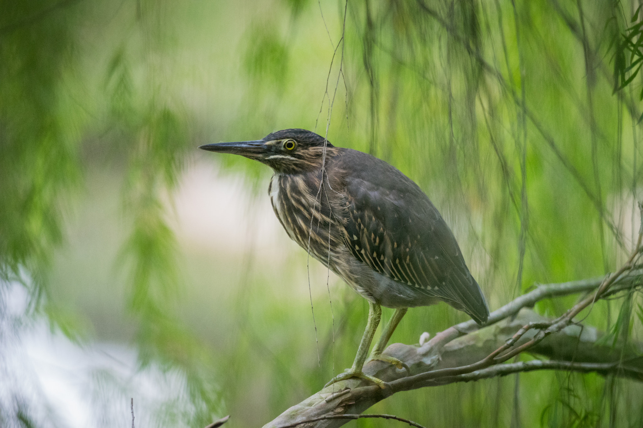 Sony 70-400mm F4-5.6 G SSM II sample photo