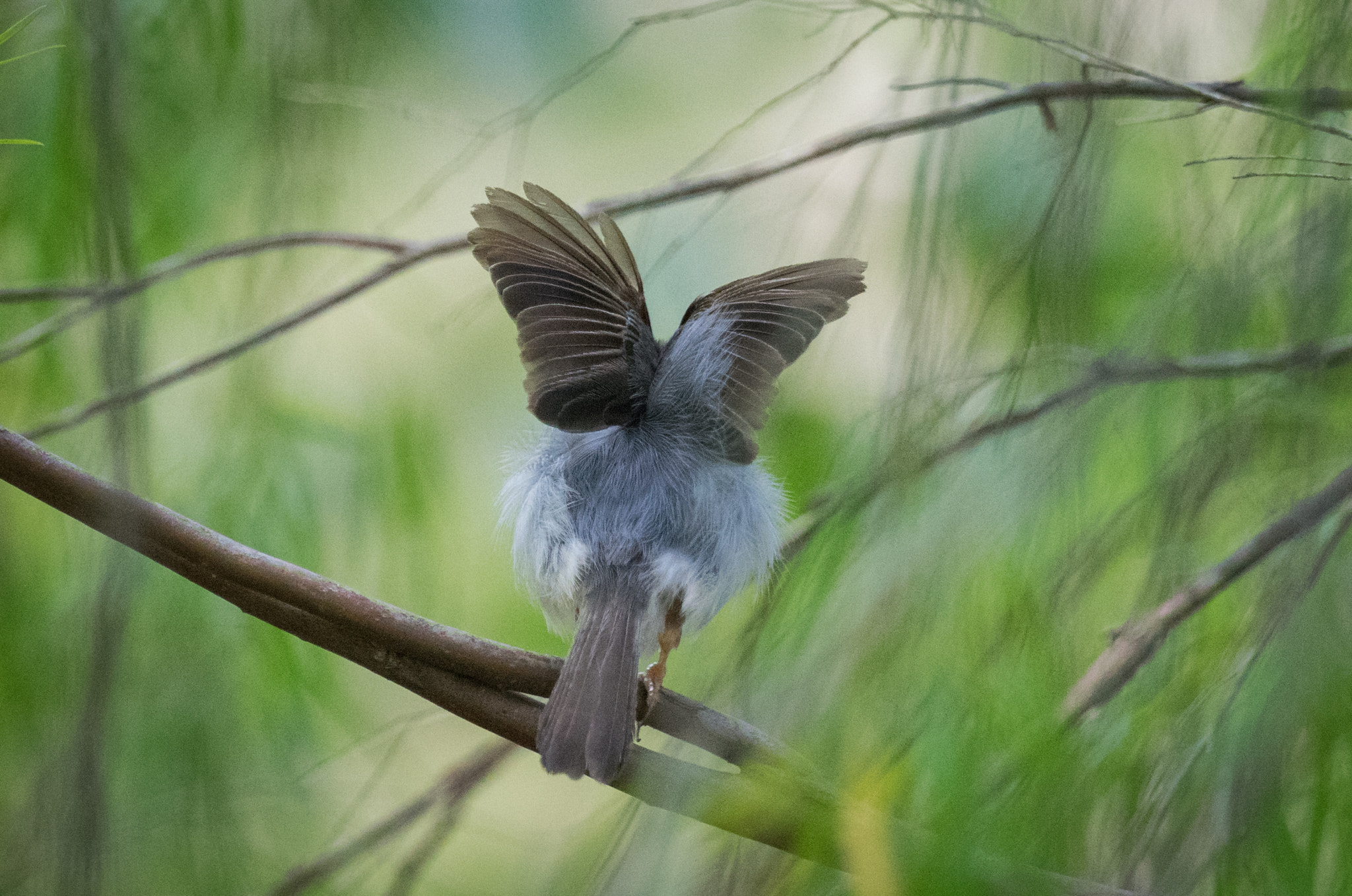 Sony 70-400mm F4-5.6 G SSM II sample photo