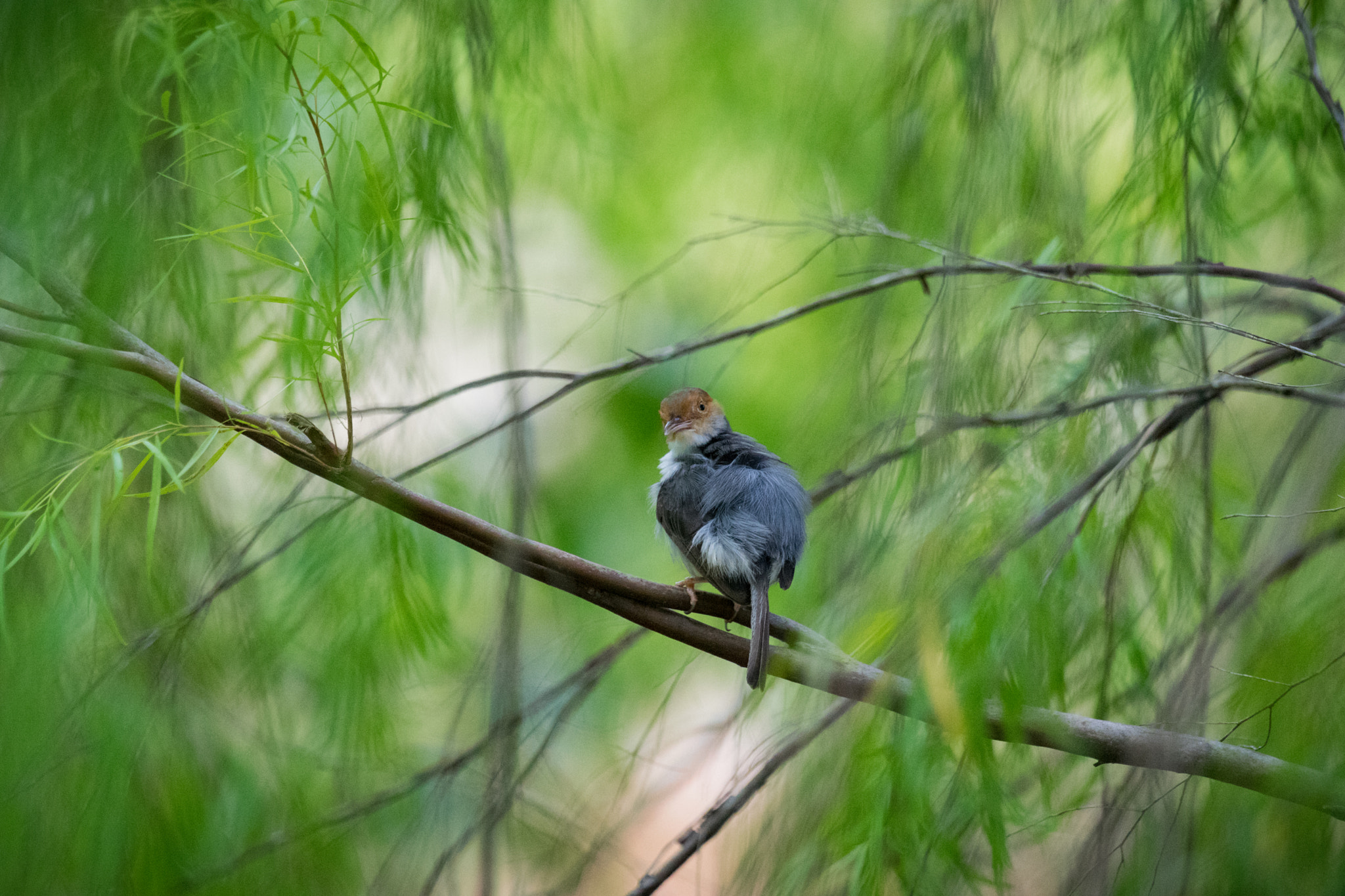 Sony 70-400mm F4-5.6 G SSM II sample photo