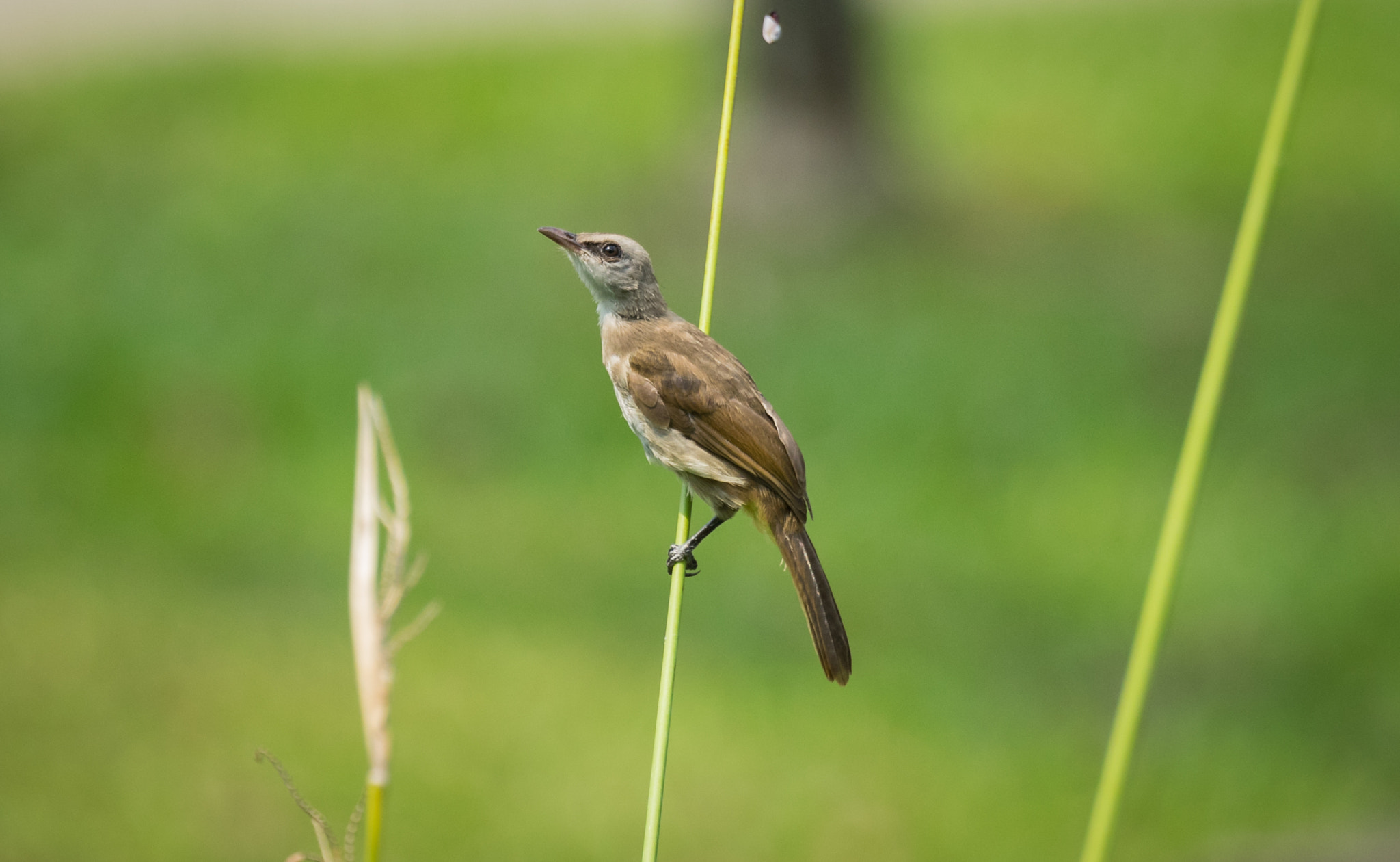 Sony 70-400mm F4-5.6 G SSM II sample photo