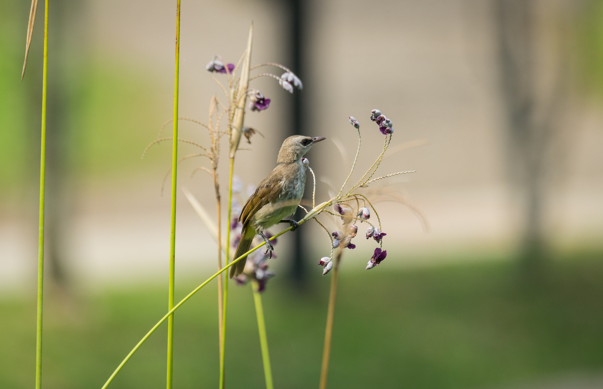 Sony 70-400mm F4-5.6 G SSM II sample photo