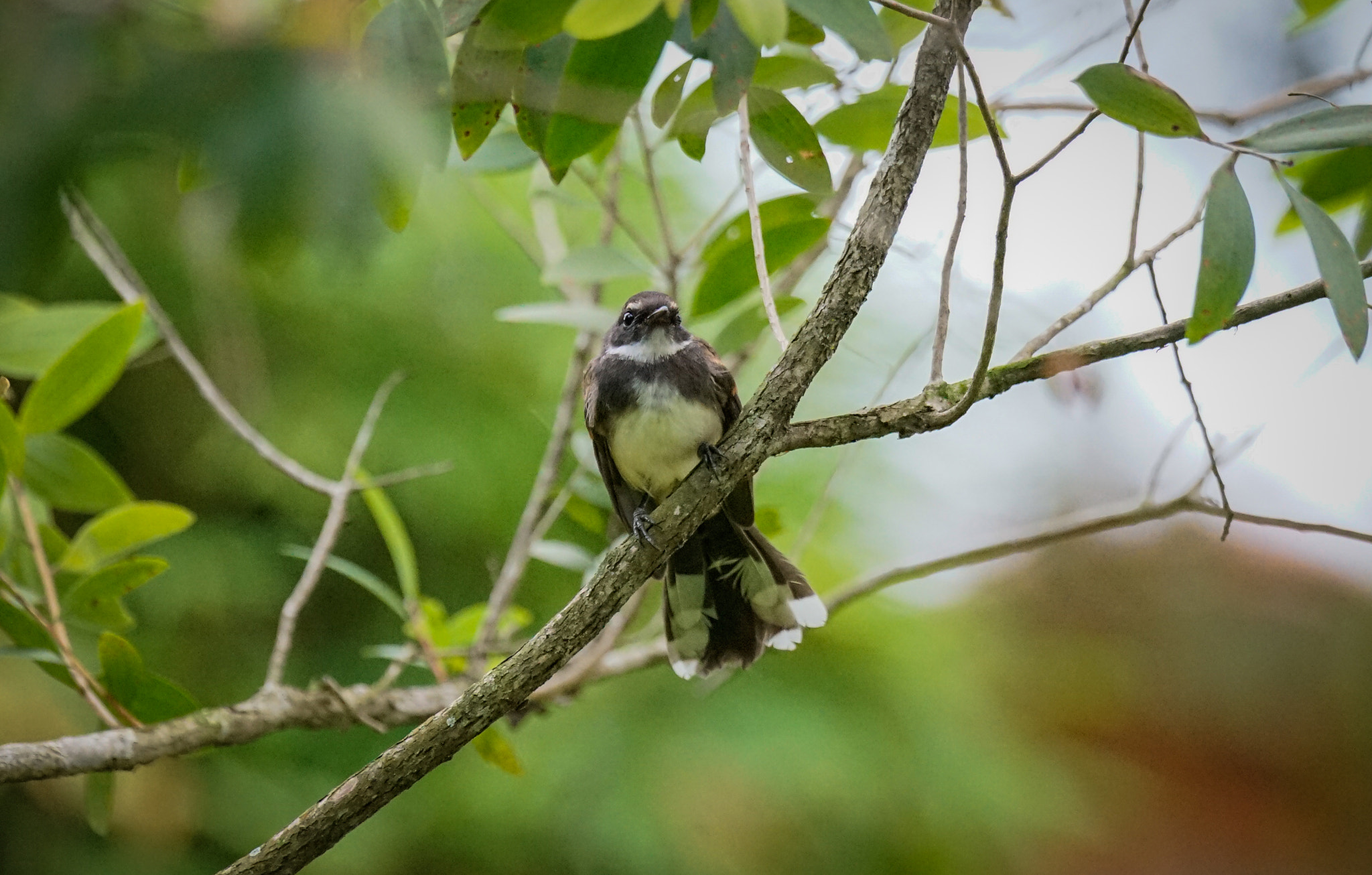 Sony 70-400mm F4-5.6 G SSM II sample photo