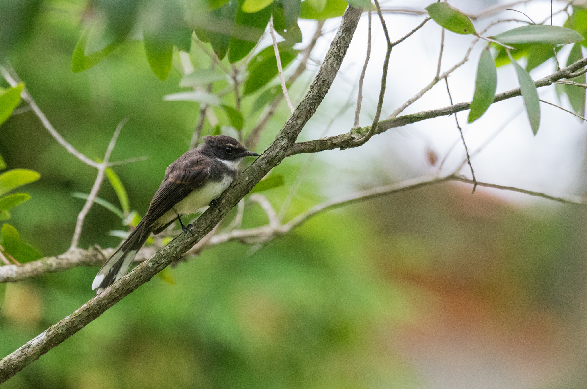 Sony 70-400mm F4-5.6 G SSM II sample photo