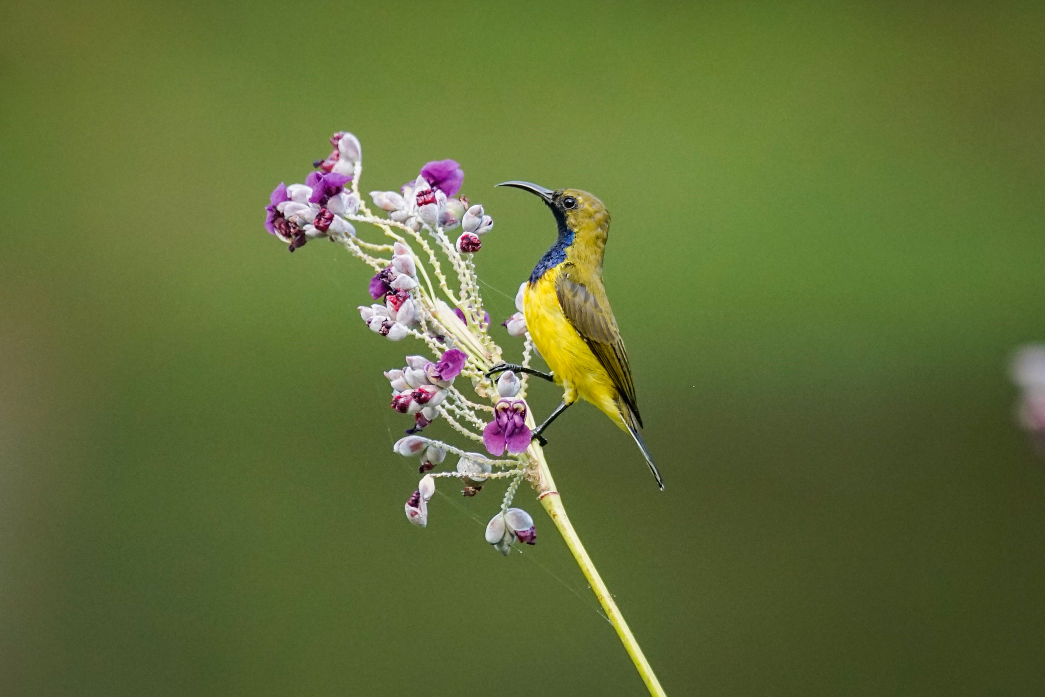 Sony 70-400mm F4-5.6 G SSM II sample photo