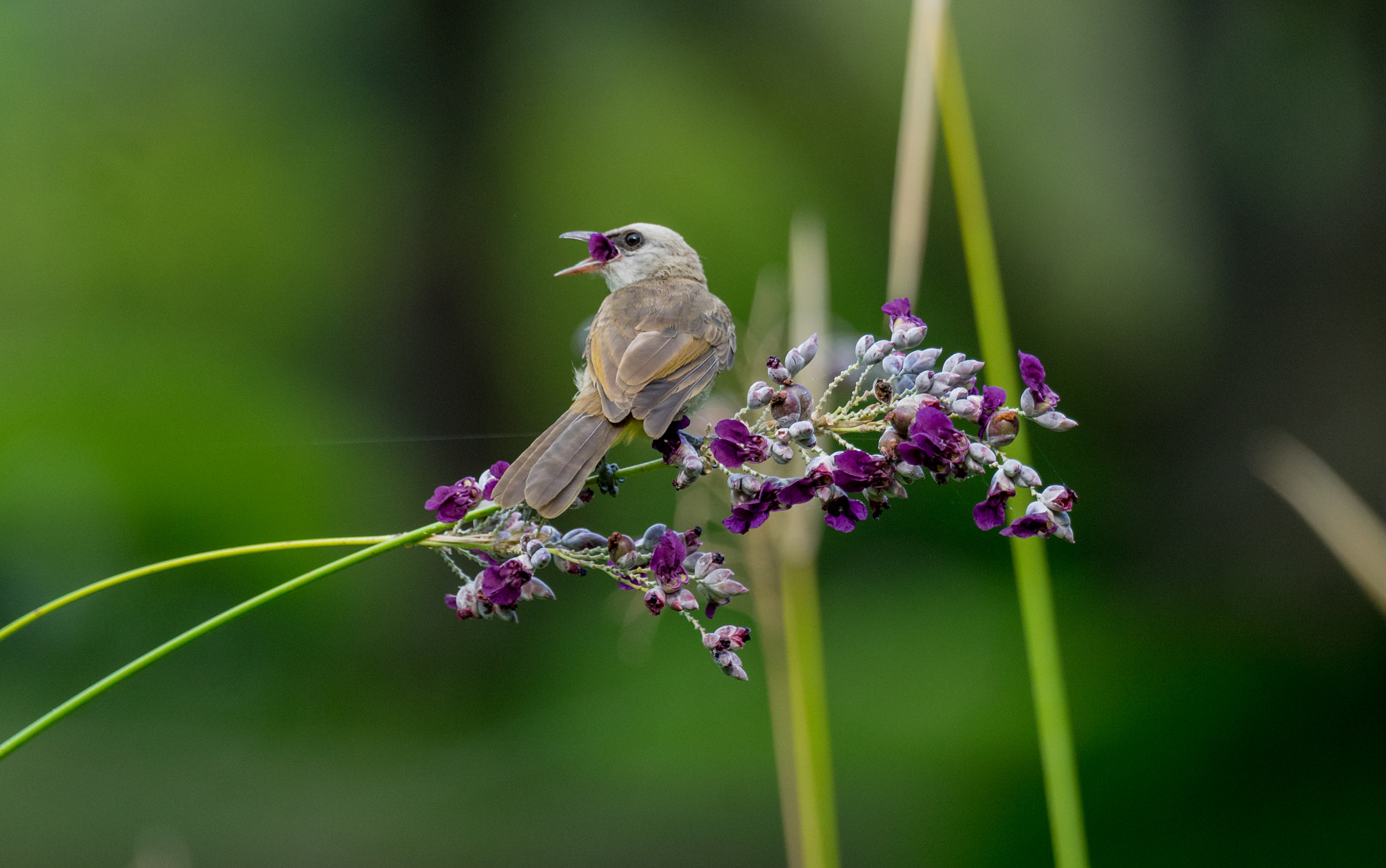 Sony 70-400mm F4-5.6 G SSM II sample photo