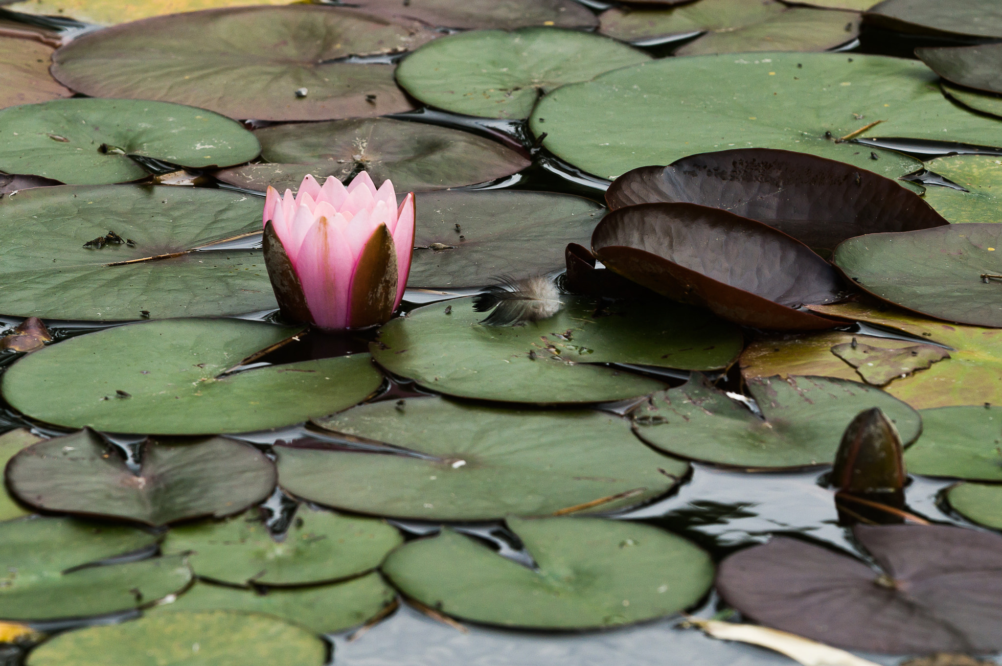 Tamron 18-270mm F3.5-6.3 Di II PZD sample photo. Nymphaea photography