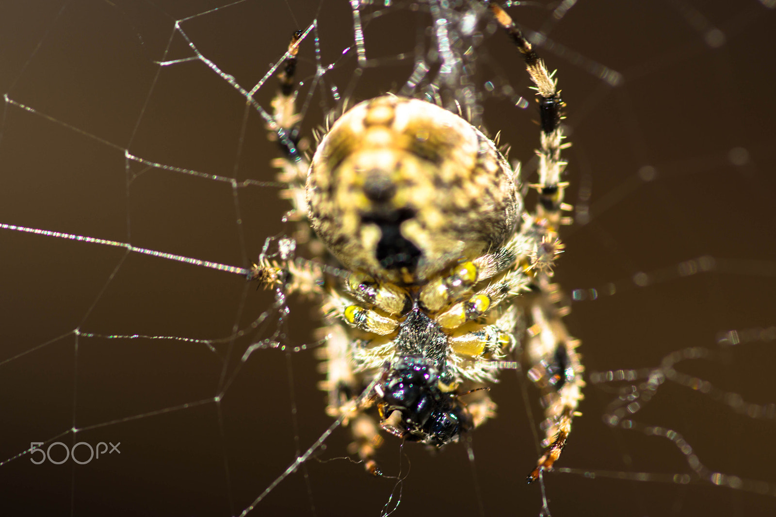 Sony SLT-A65 (SLT-A65V) + Minolta AF 100mm F2.8 Macro [New] sample photo. Hiking spider photography