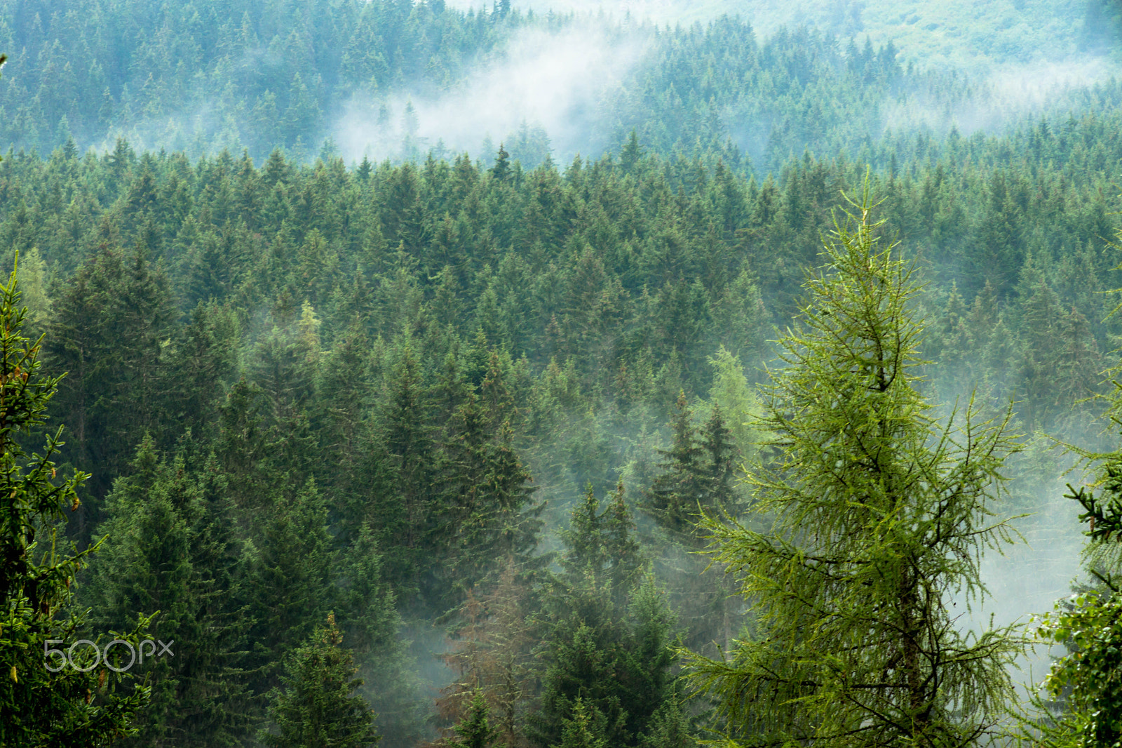 Sony SLT-A65 (SLT-A65V) + Minolta AF 100mm F2.8 Macro [New] sample photo. Misty trees photography