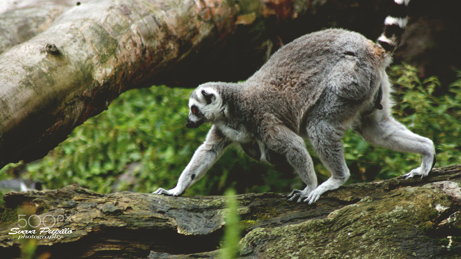 Canon EOS 450D (EOS Rebel XSi / EOS Kiss X2) sample photo. King julien ♛ photography