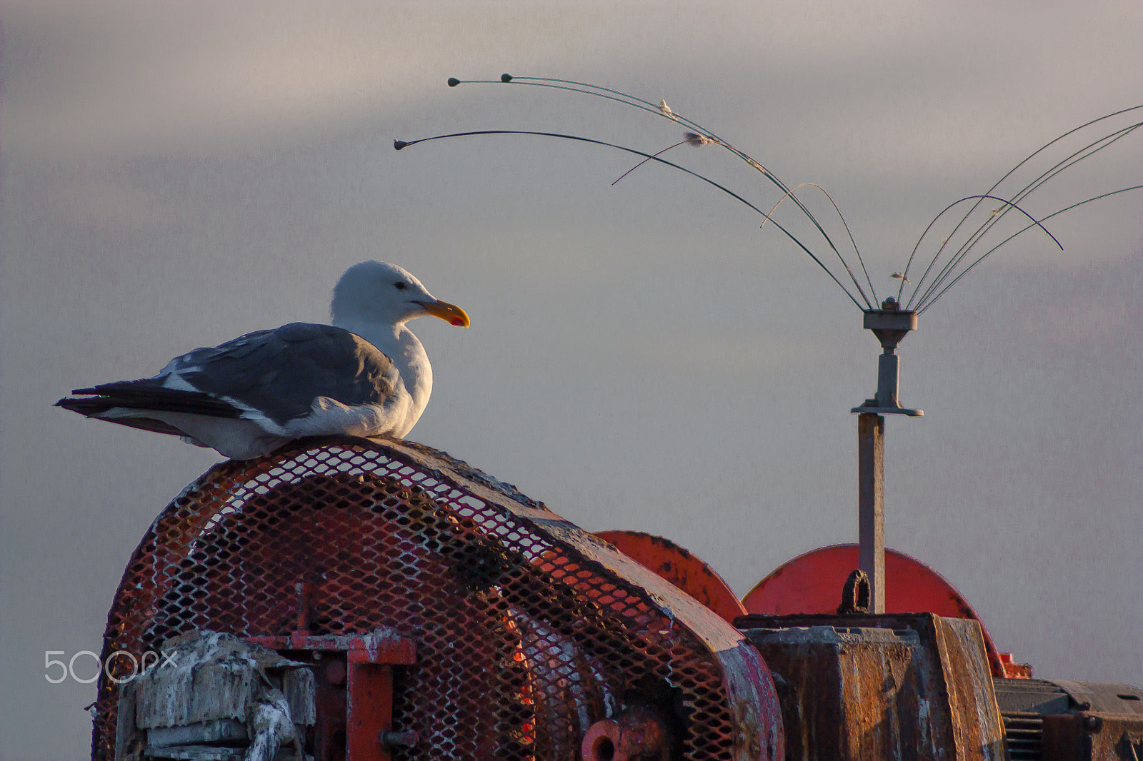 Canon EF 75-300mm f/4-5.6 USM sample photo. Defiant seagull photography